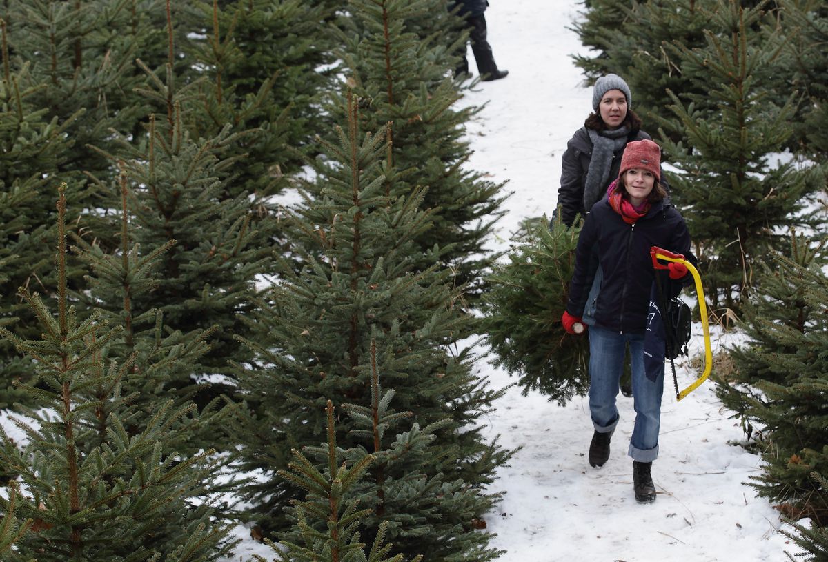 What’s the most environmentally friendly Christmas tree you can get ...