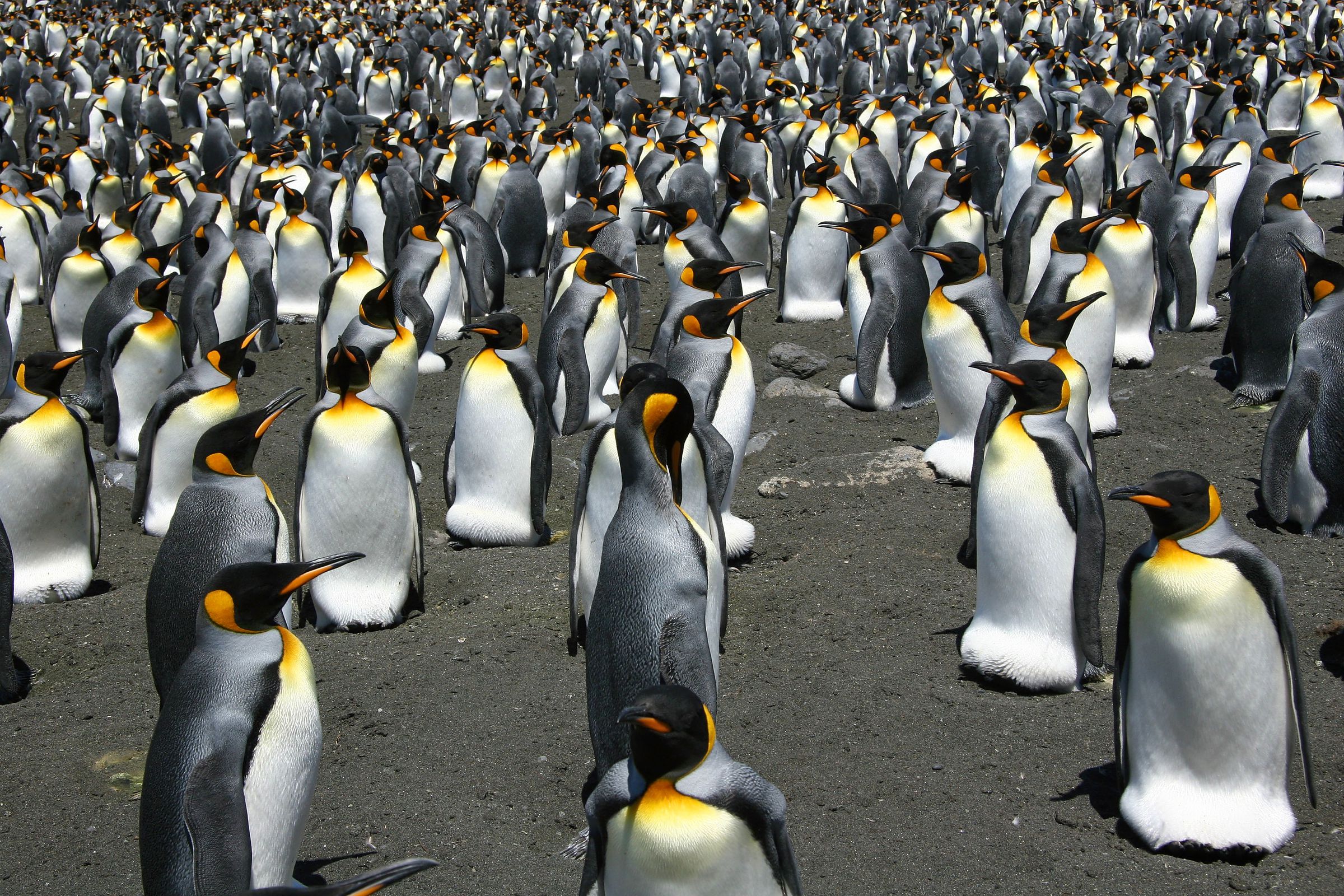 King penguins from the Possession Island, Crozet Archipelago.