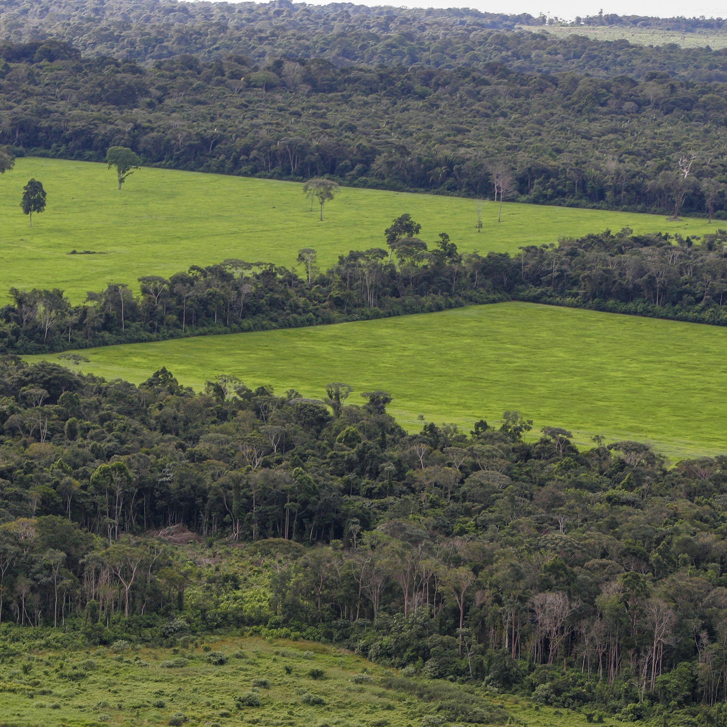 Large estate land management in Amazon rain forest,...
