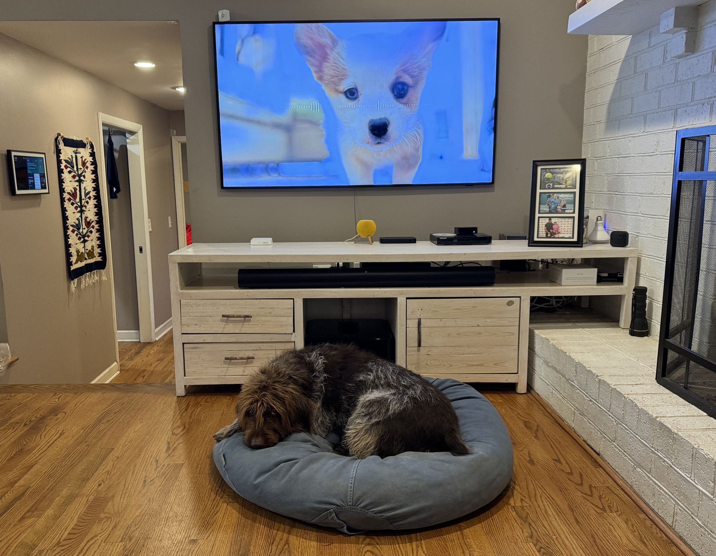 A dog on a bed in front a TV.