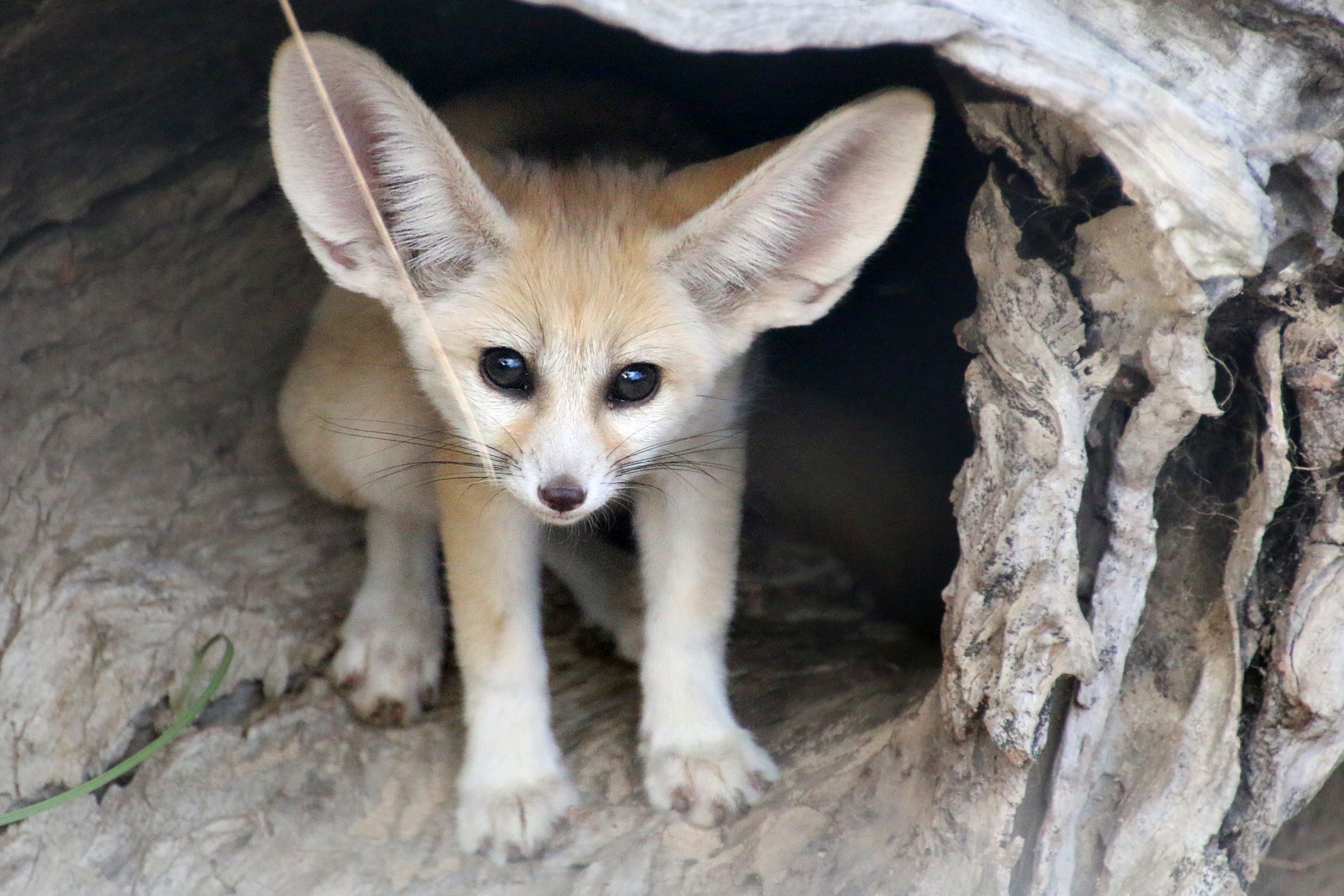 Fennec Fox Kit Born In Taronga Zoo