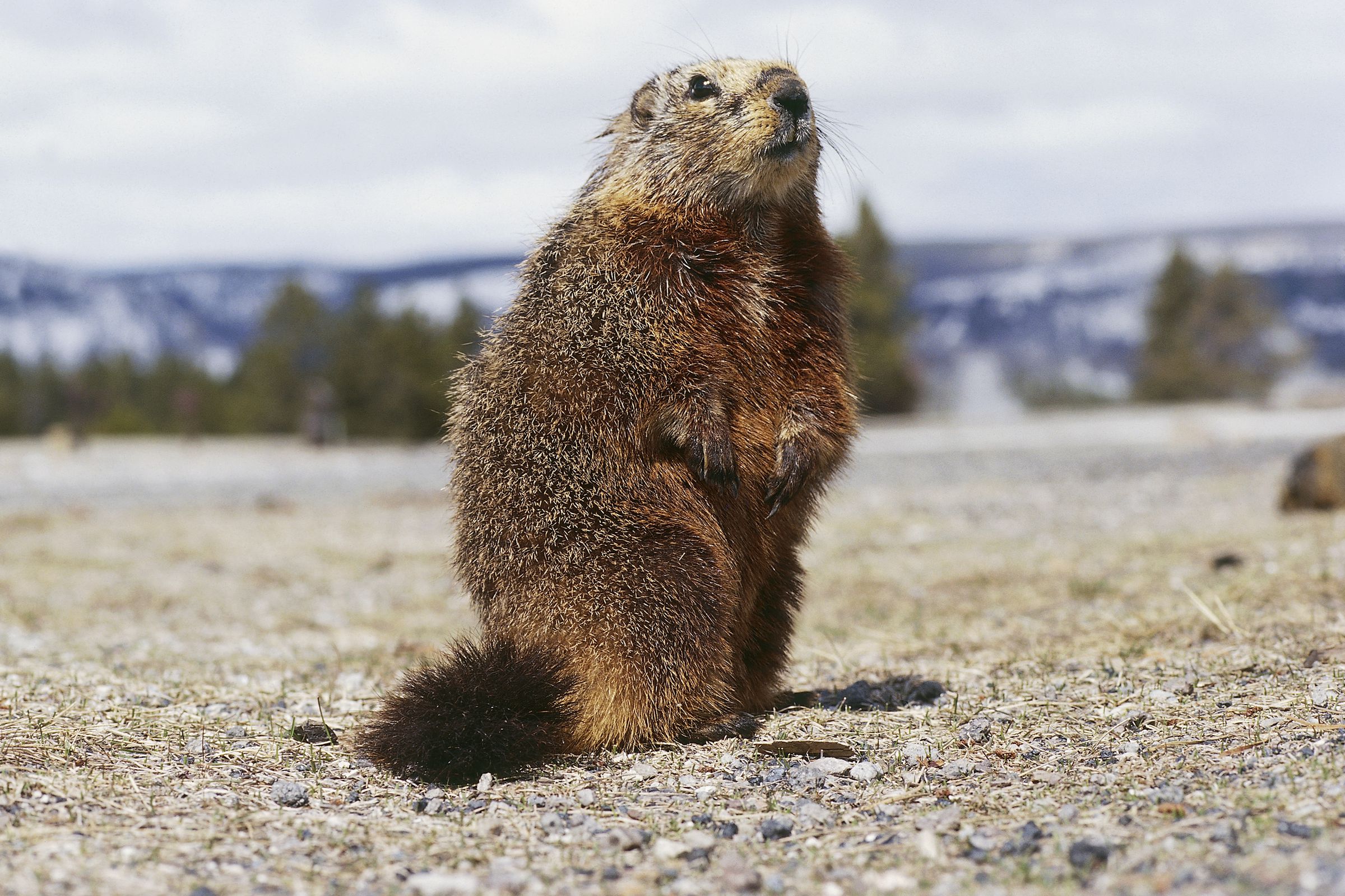 Yellow-bellied marmot (Marmota flaviventris)...