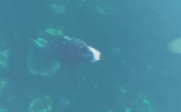 This bowhead whale was caught scratching against a rock. 
