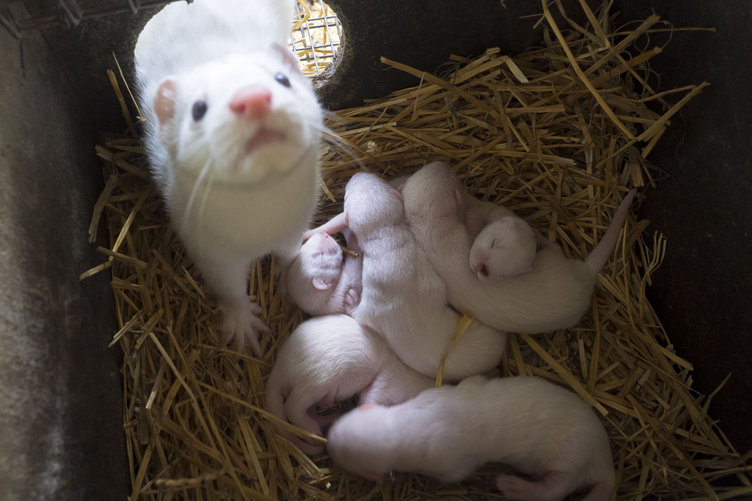 Lesnye Klyuchi fur farm in Russia’s Stavropol Territory