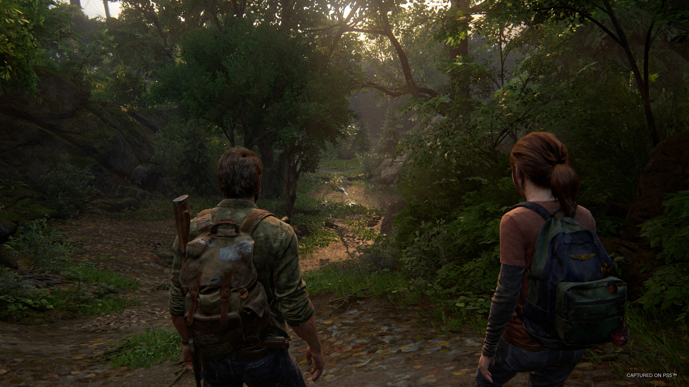 Two people with their backs to us are walking along a forest path.