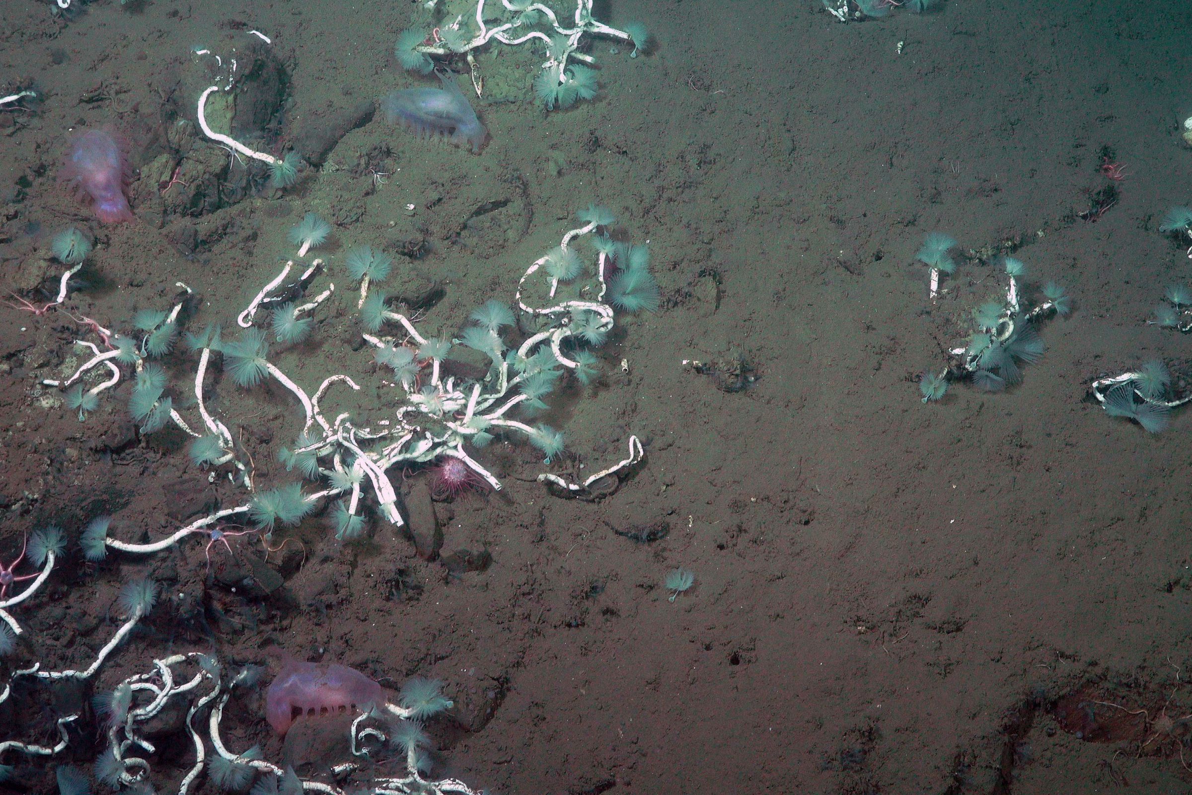 Methane-consuming serpulid worms on the seafloor off the coast of Costa Rica.