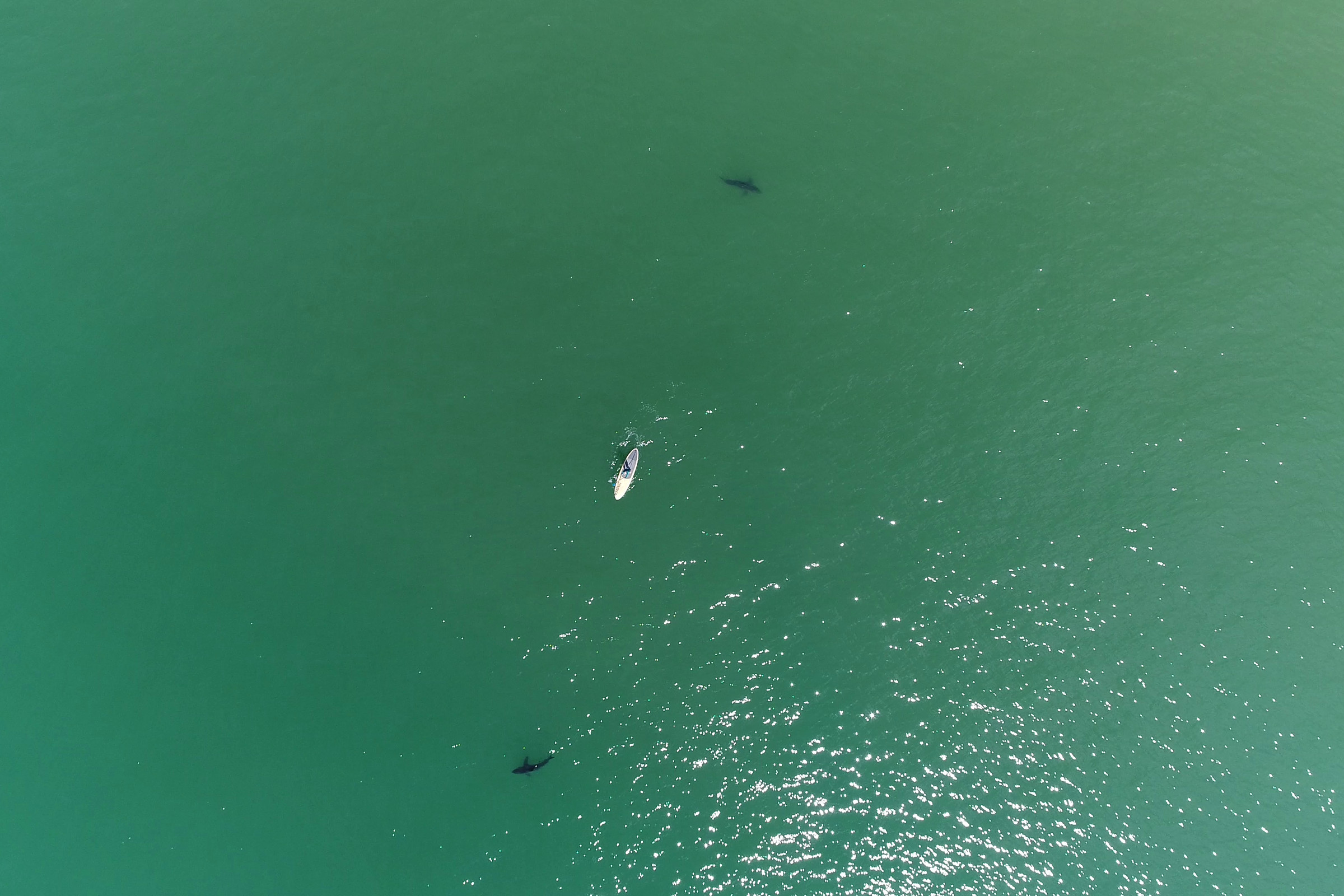 Two sharks and a surfer off the coast of California.