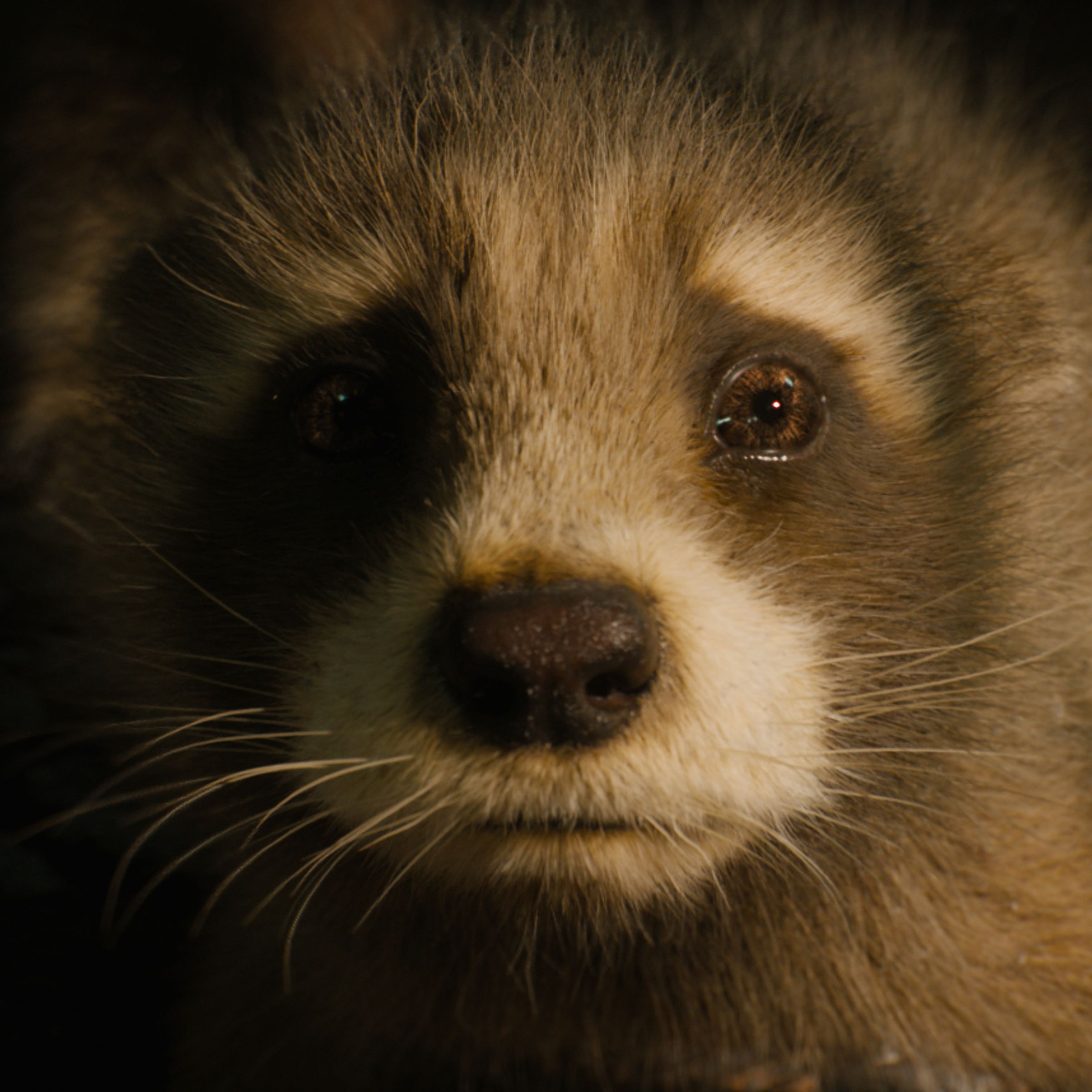 Baby Rocket (voiced by Bradley Cooper) in Marvel Studios’ Guardians of the Galaxy Vol. 3.