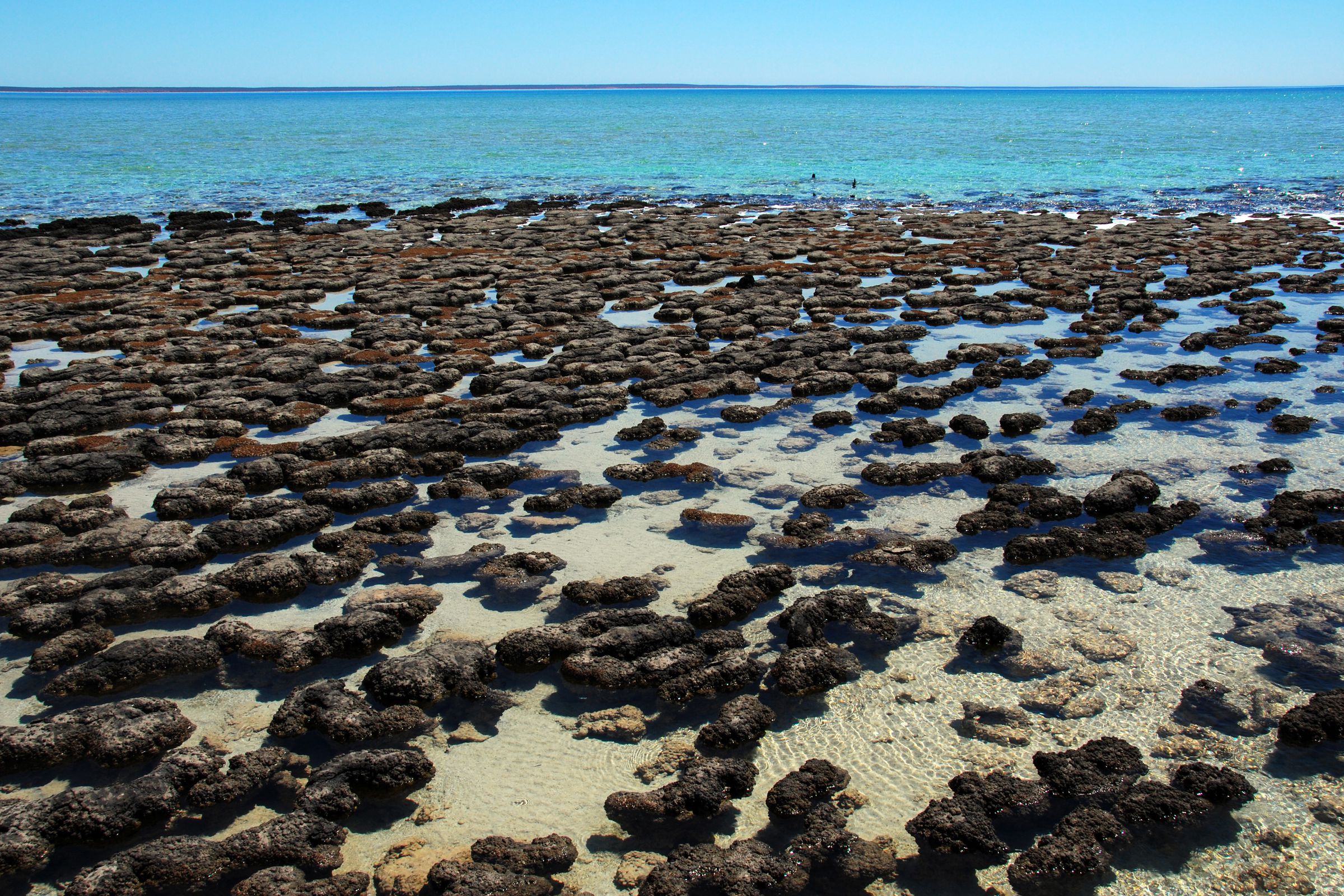 Stromatolites in Shark Bay, Australia