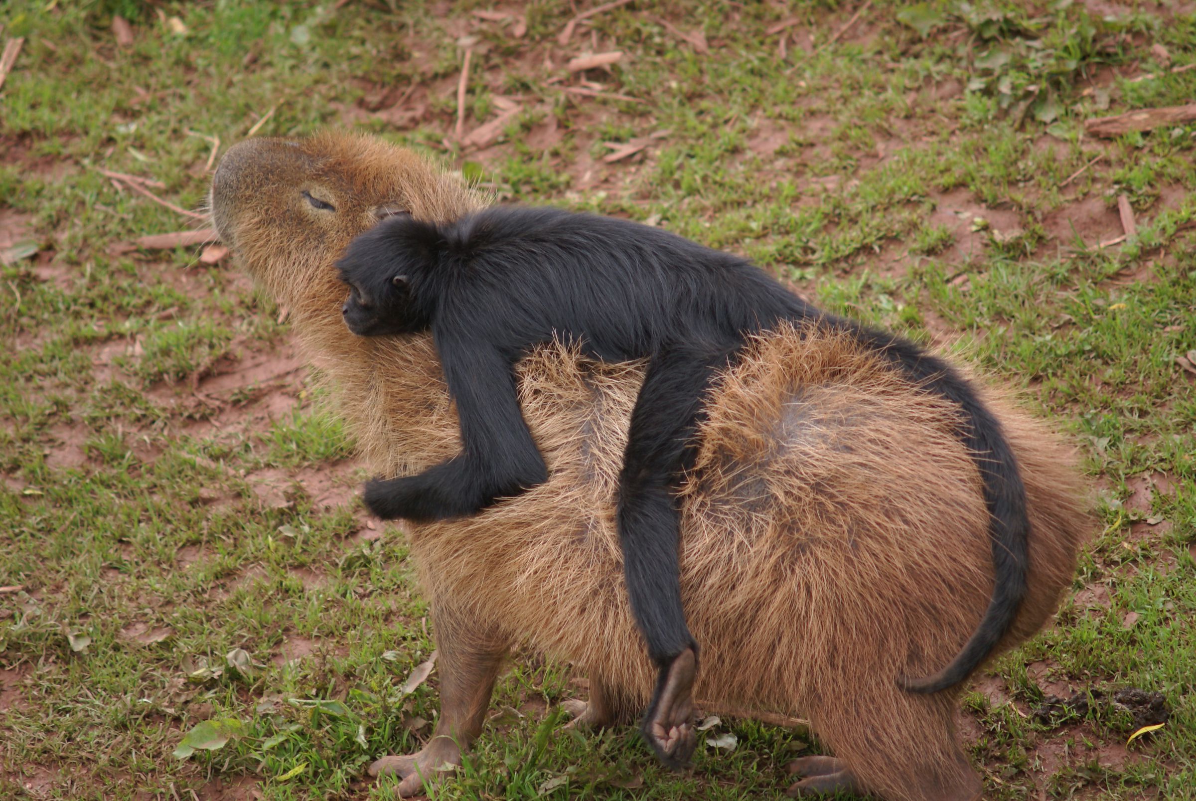 capybara with monkey