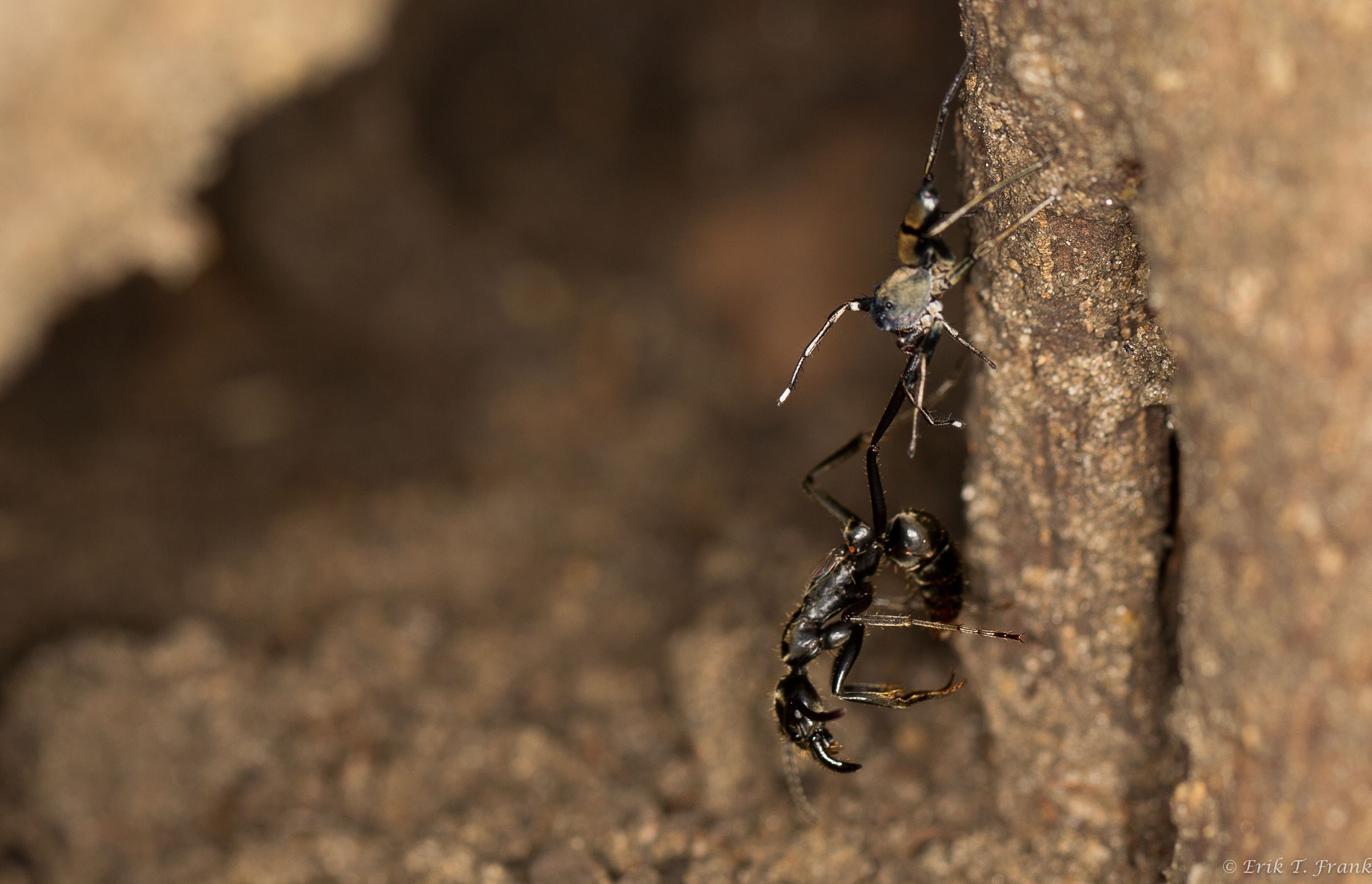An injured M. analis ant is ambushed by a jumping spider while returning from the hunting ground alone.