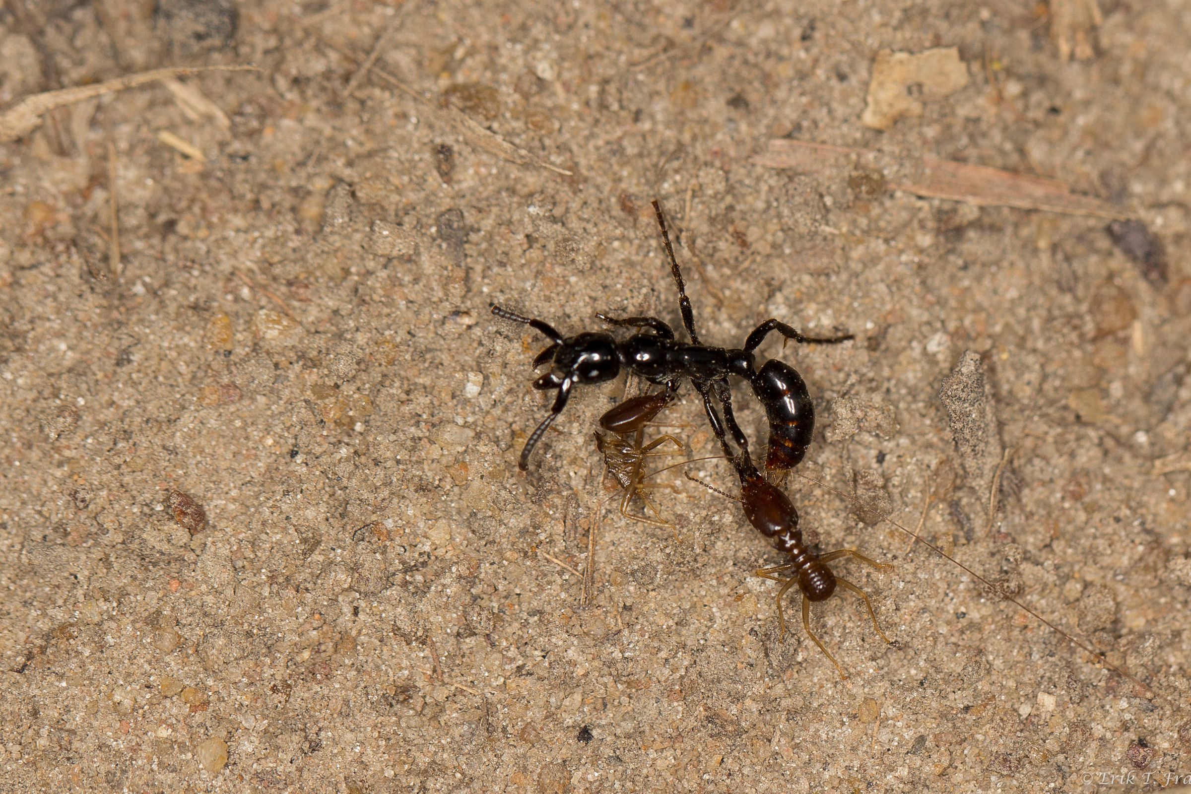 A Megaponera analis ant, with two termites clinging to it, had to stop moving because of exhaustion while going back to the nest.