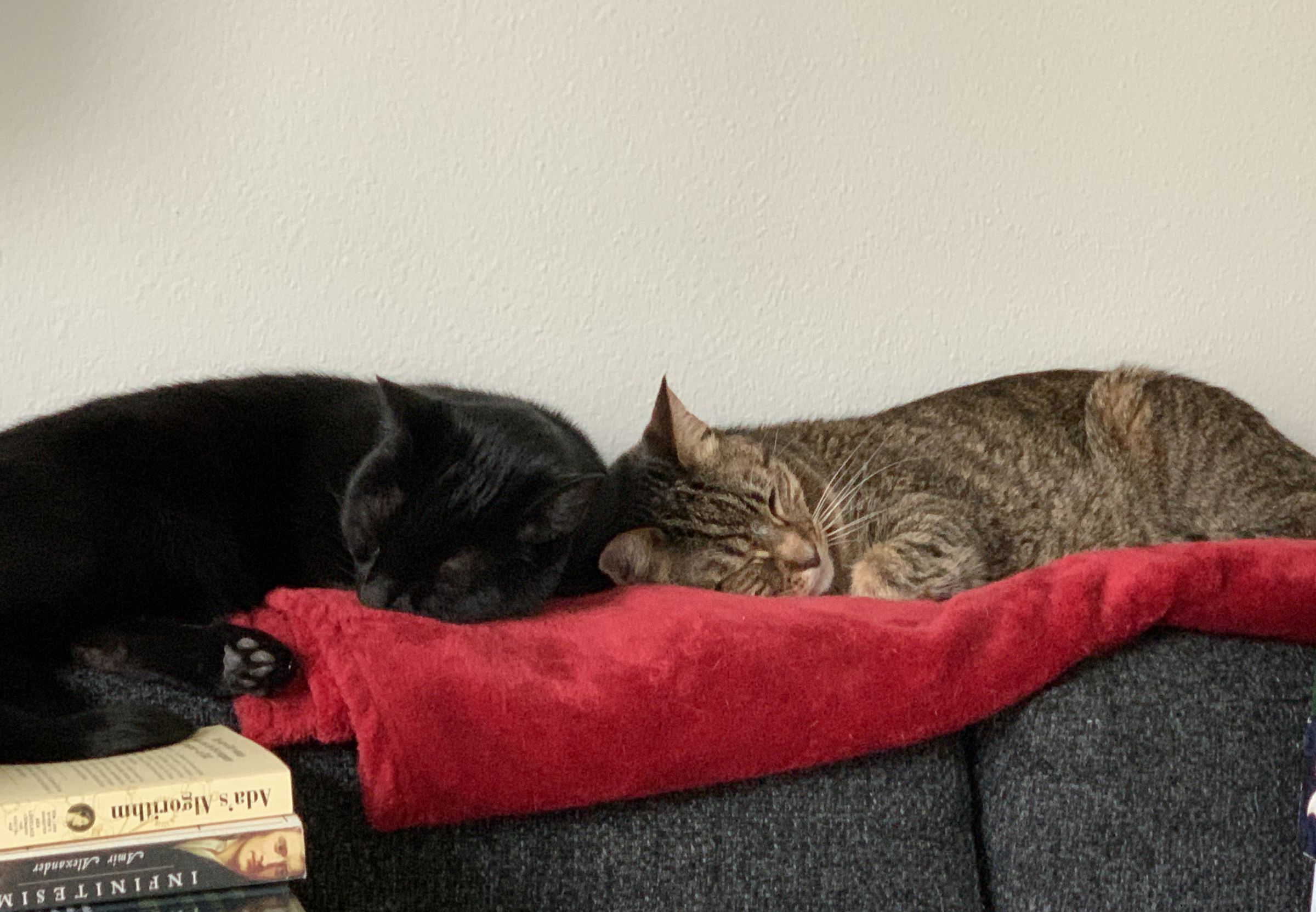 A black cat and a brown cat asleep head-to-head on a red towel.