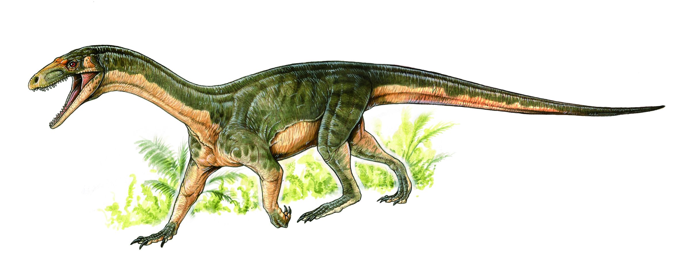 Life reconstruction of the new species Teleocrater rhadinus, a close relative of dinosaurs.