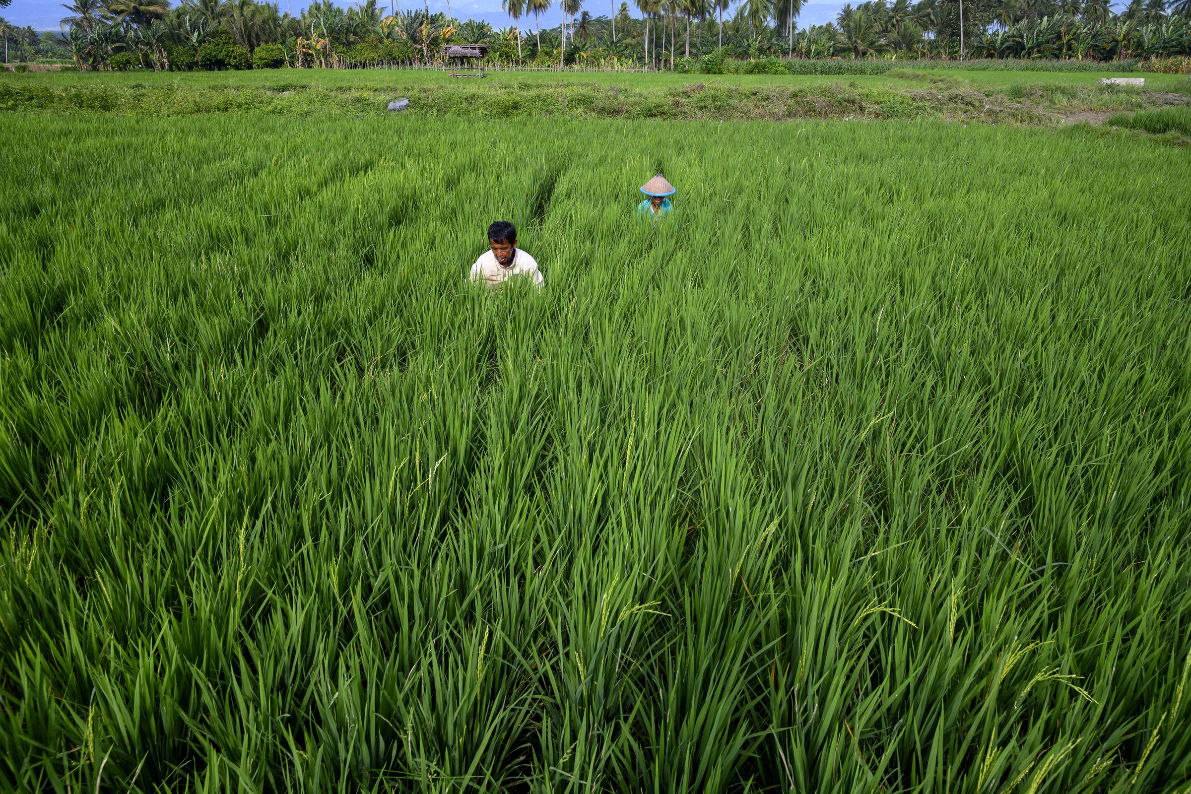 Farmers weed their rice fields in Central Sulawesi, Indonesia