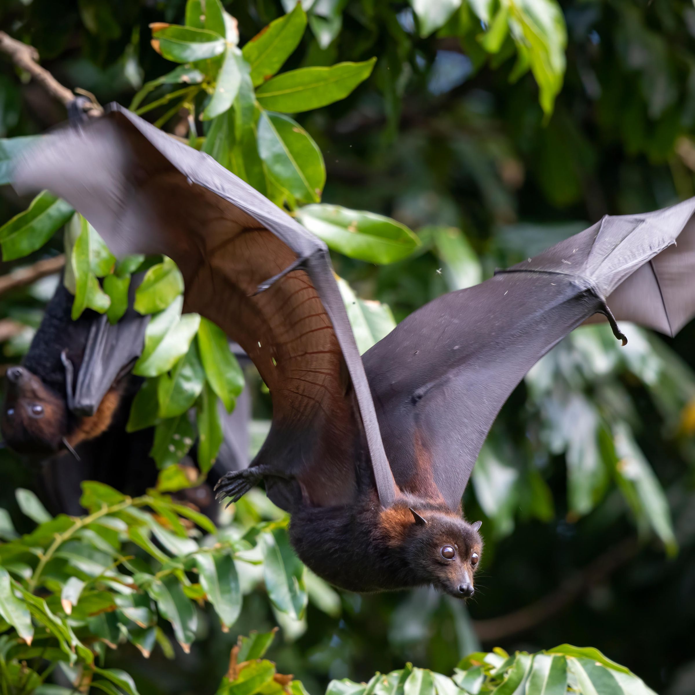 A bat flying among leaves