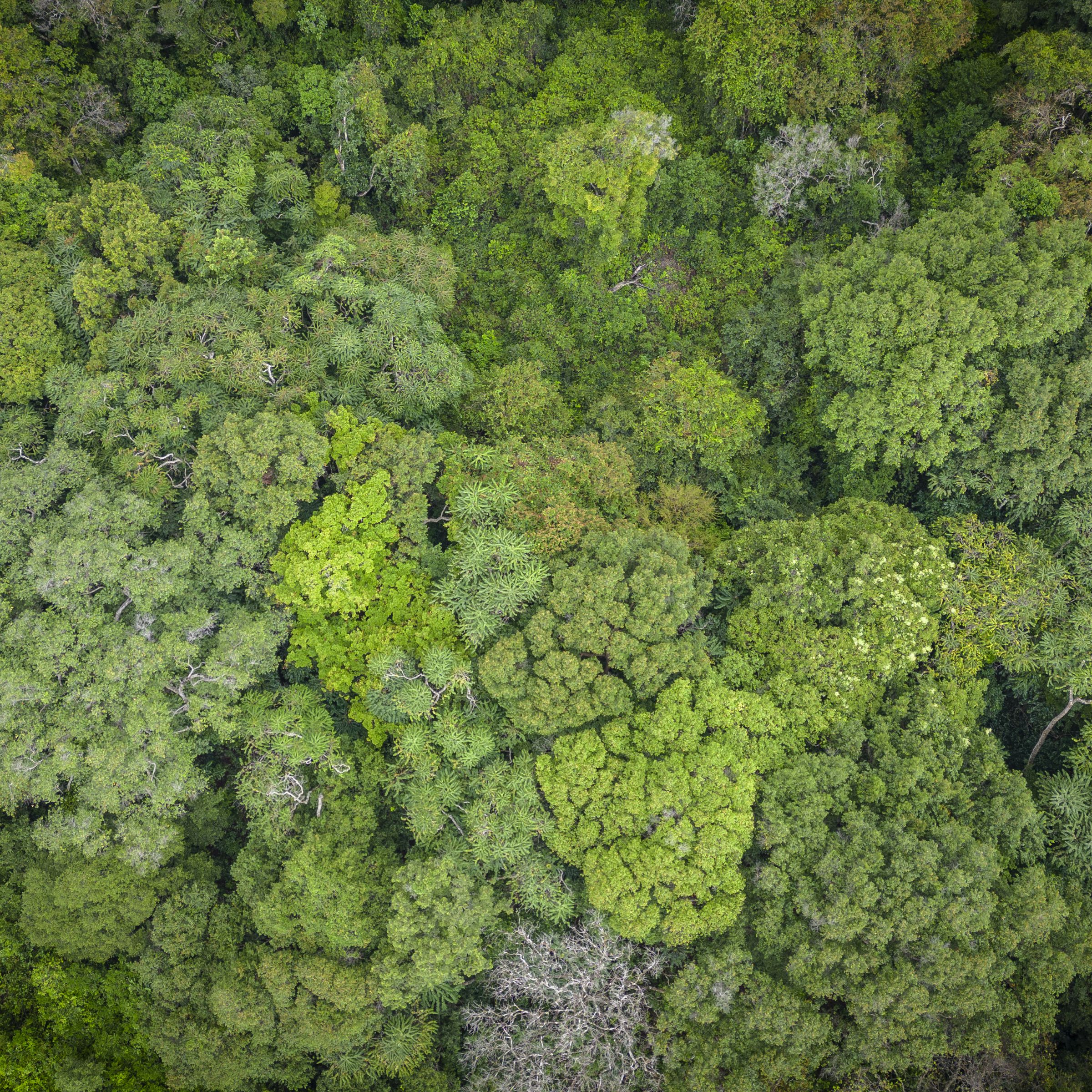 An aerial view of densely-packed green tree tops.