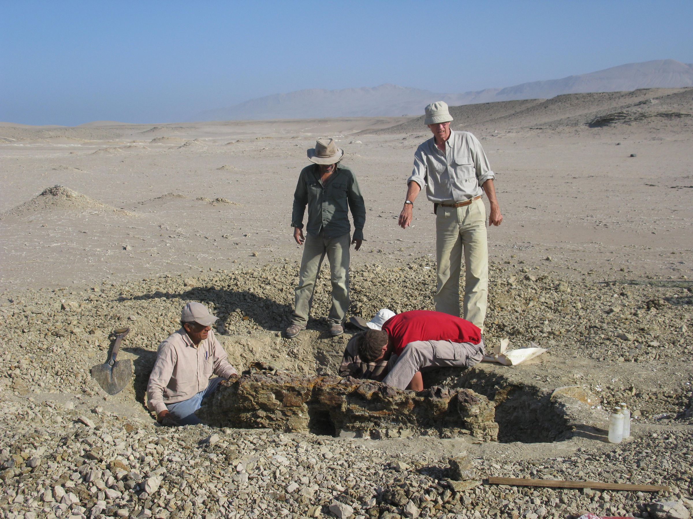 Members of the excavation team digging around the skeleton of Mystacodon selenensis at the Media Luna locality in the Pisco Basin, Peru.