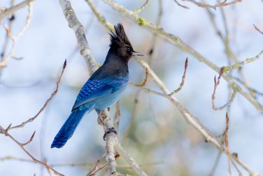 The Verge Review of Animals: the Steller's jay - The Verge