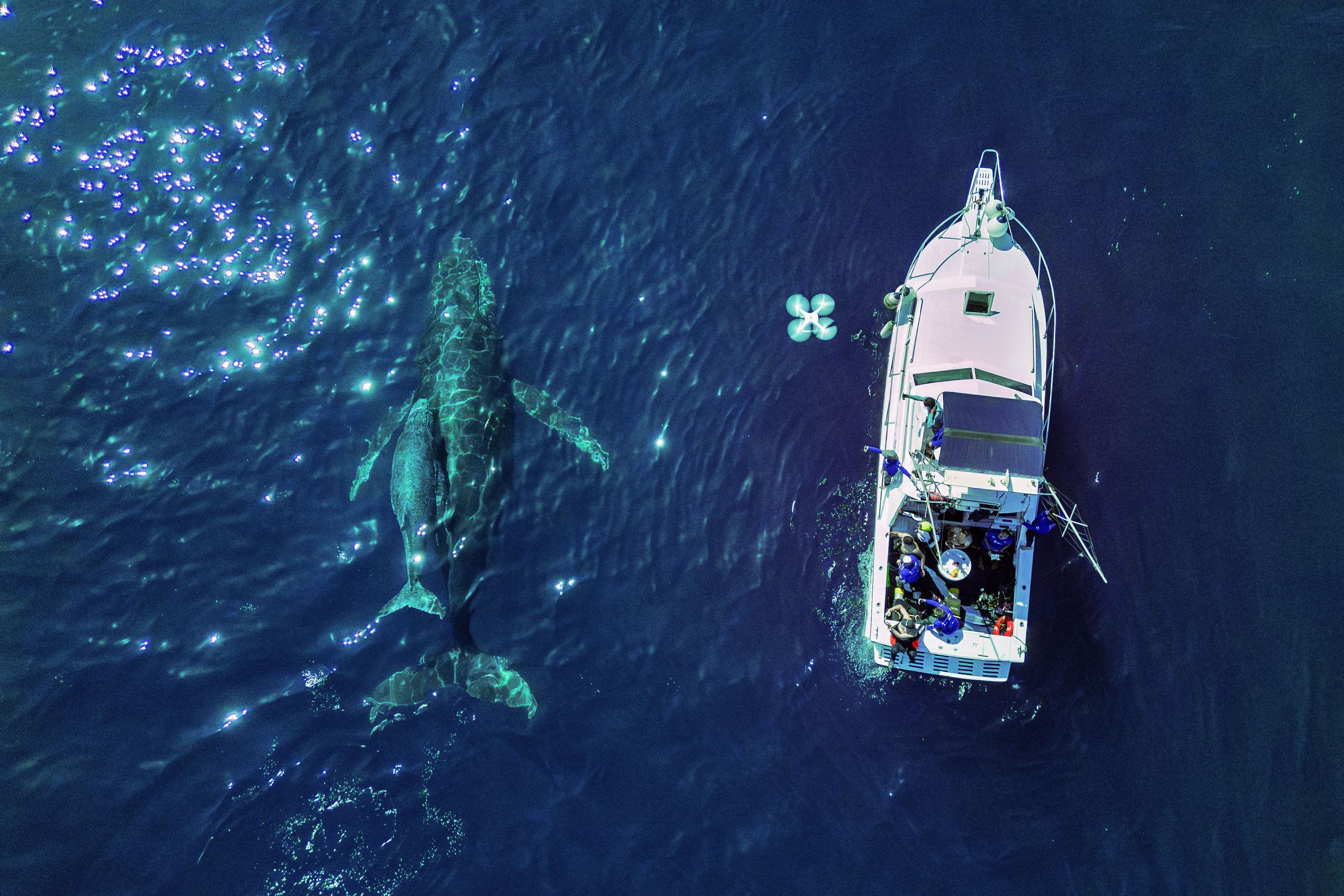 دو نهنگ گوژپشت در آب - یکی کوچک در کنار یک بزرگ - از بالا دیده می شود.  یک قایق در کنار نهنگ ها شناور است.