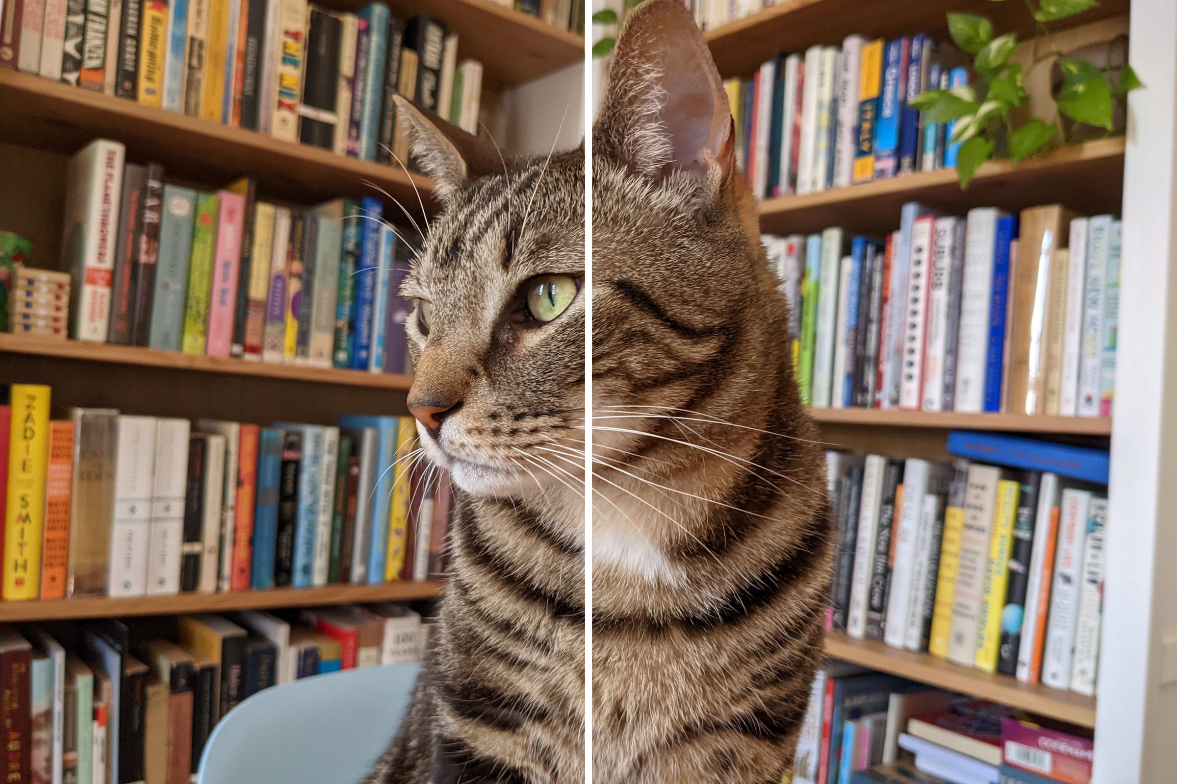 My cat, Pretzel. The original photo is on the left, the compressed version is on the right.