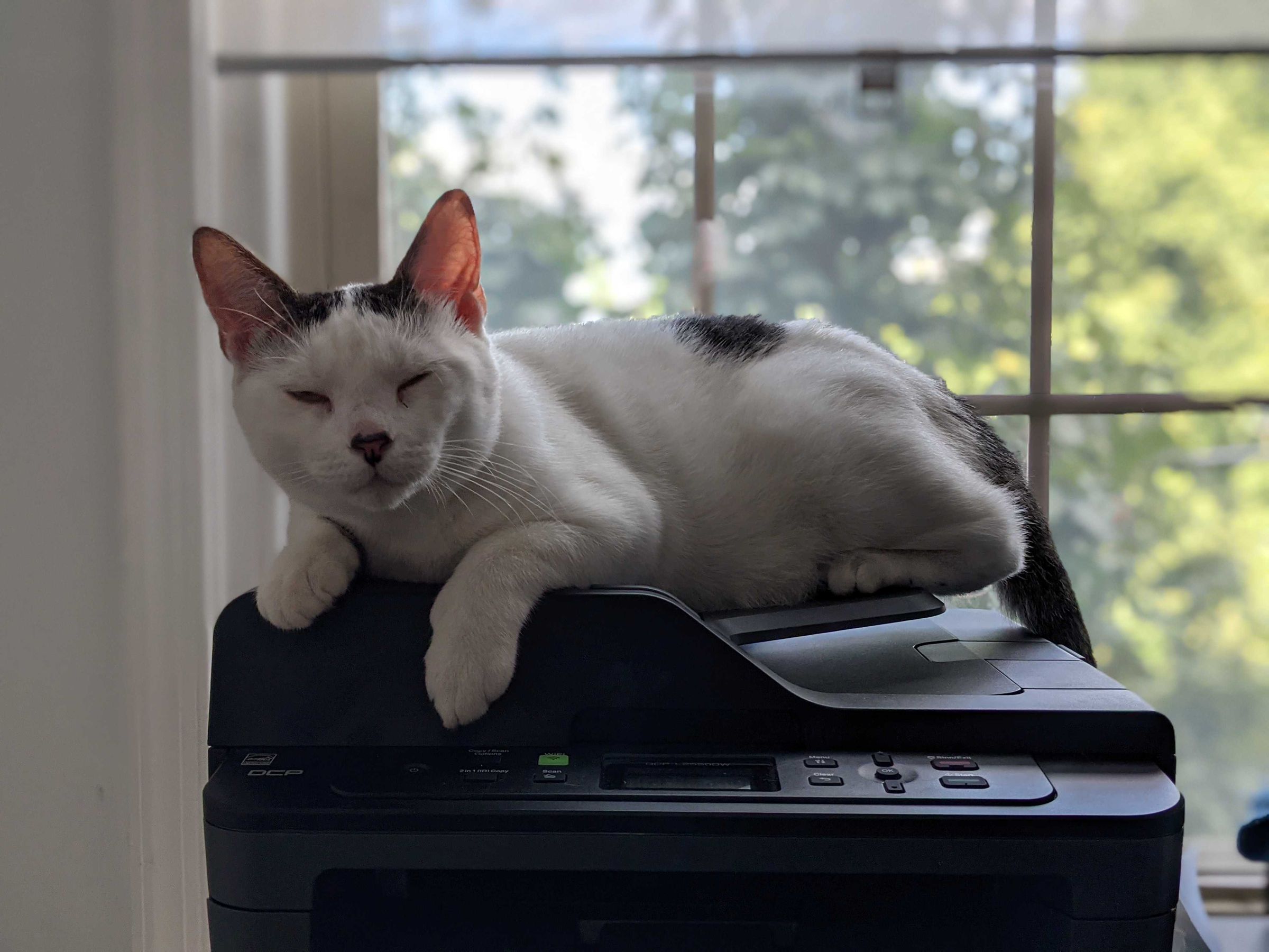 A white cat with black markings sits on top of a black printer.