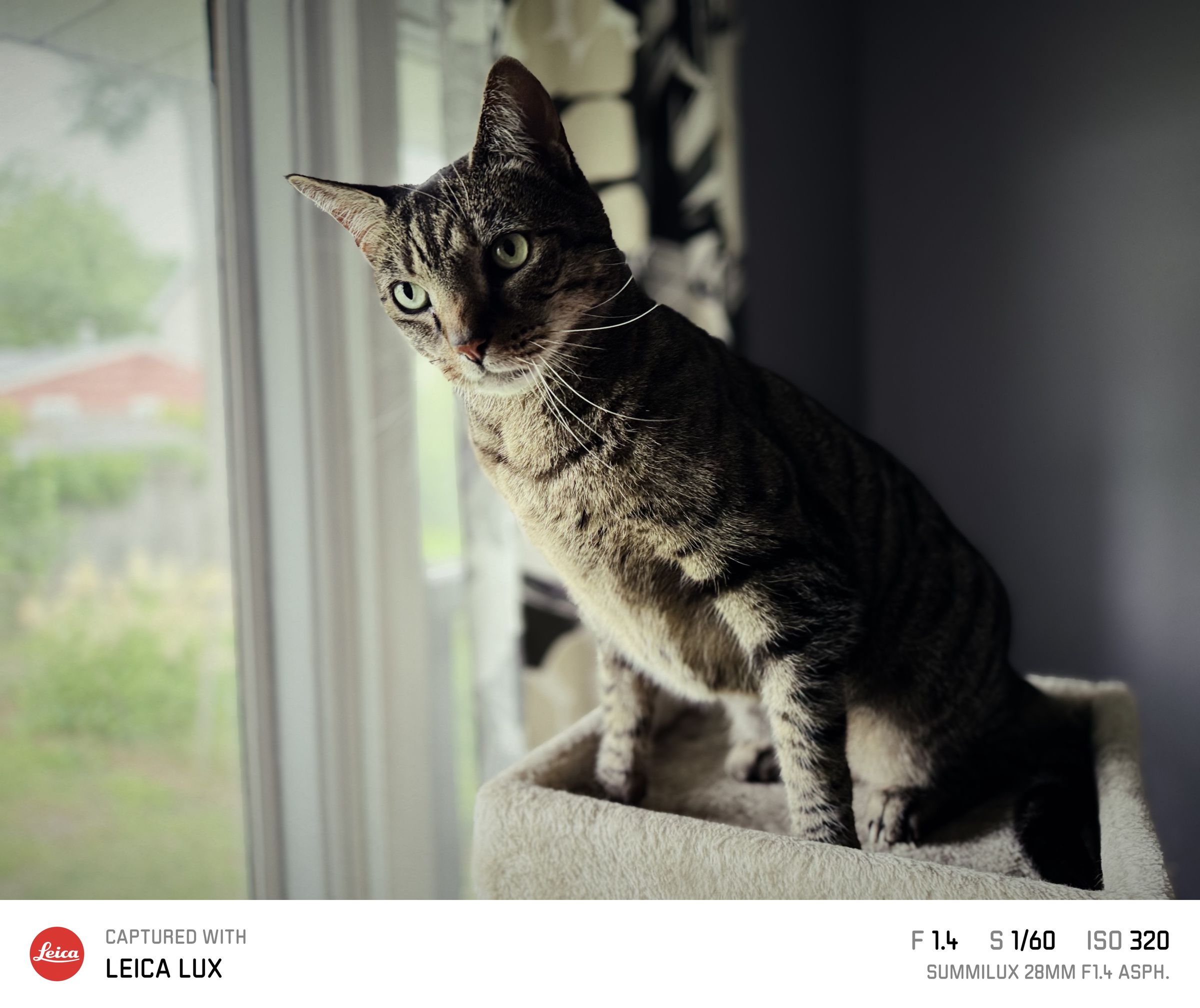 A cat near a window. The photo also has a branded Leica Lux frame showing its metadata.