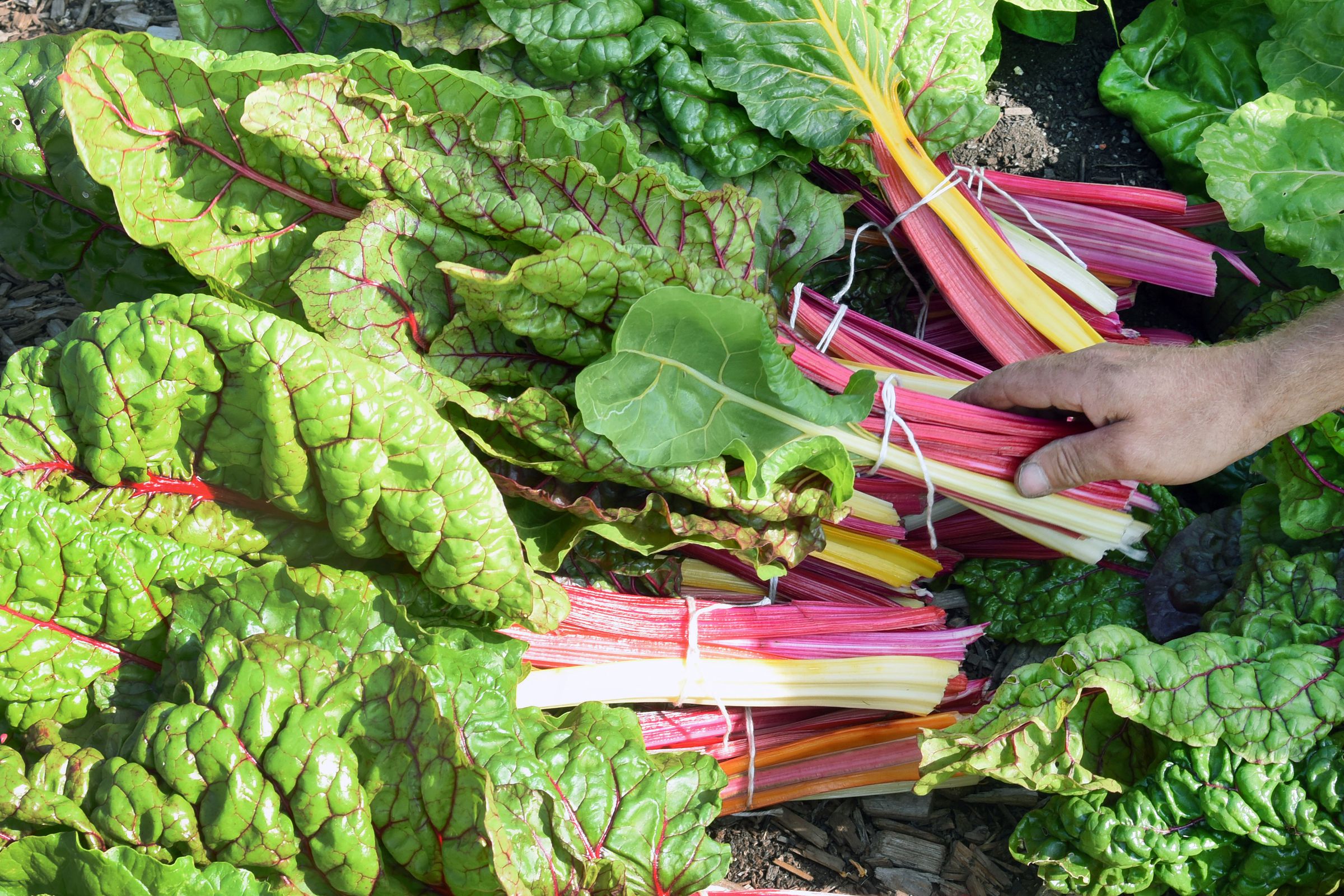 A hand holds one bundle of chard above a pile of more bundles.