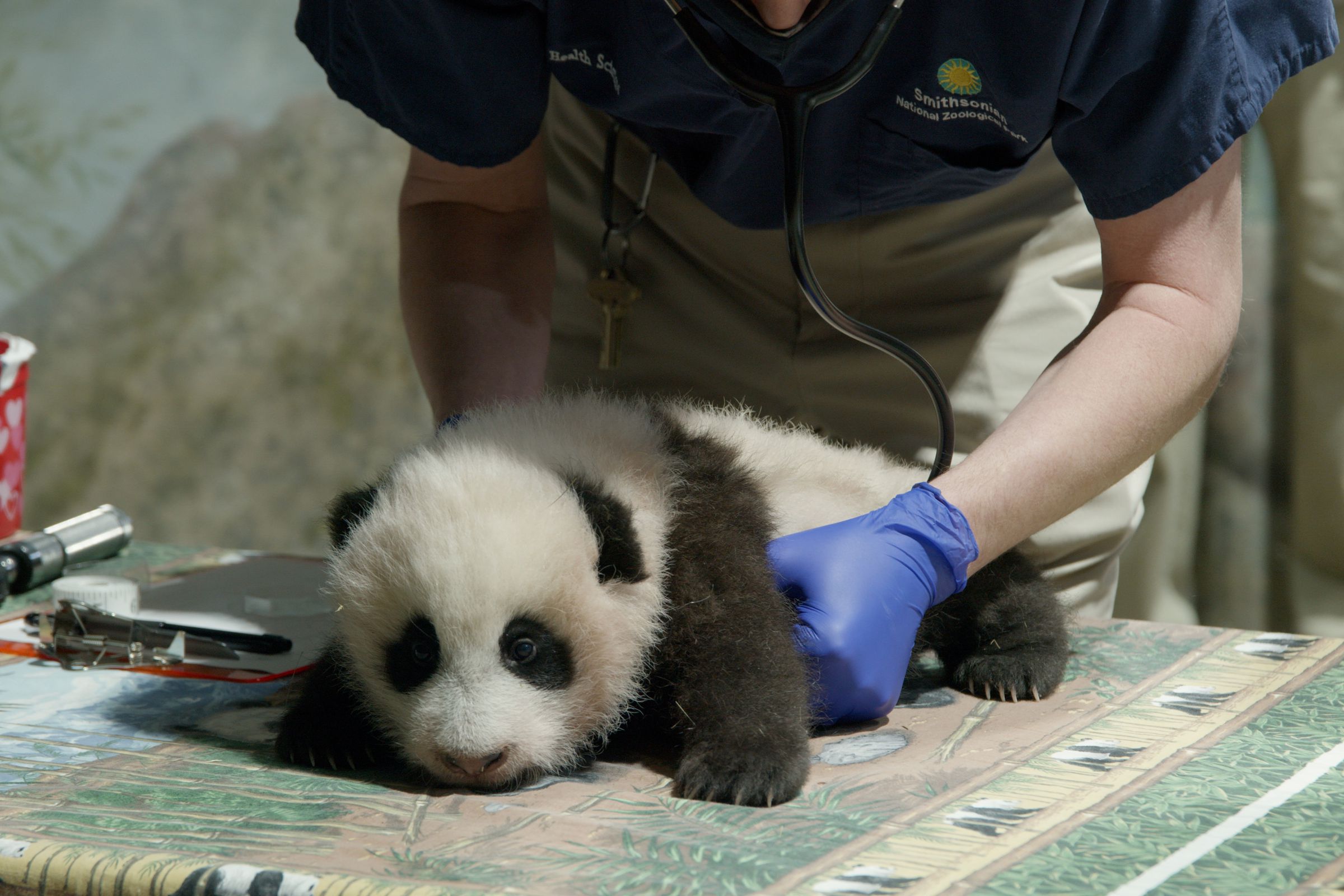 Nov. 18, 2020: The Smithsonian’s National Zoo’s giant panda cub received a clean bill of health from Zoo veterinarians during his third veterinary exam. They listened to his heart and lungs, checked his eyes and mouth, and tested the range of motion in his limbs. The cub also received his second canine distemper vaccine.  
