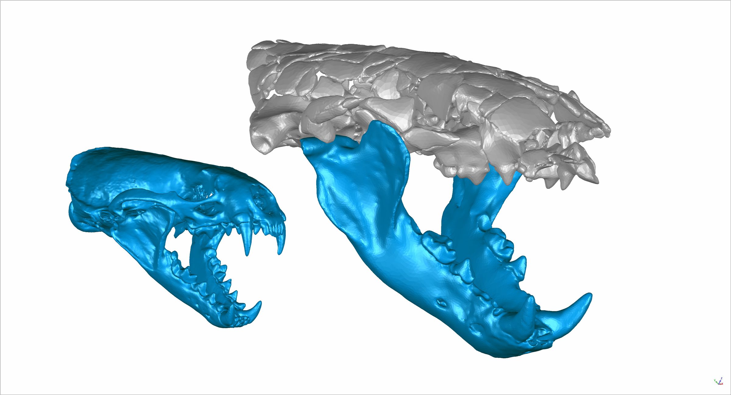 3D reconstructions of otter jaws: the Eurasian river otter on the left, and Siamogale melilutra on the right.