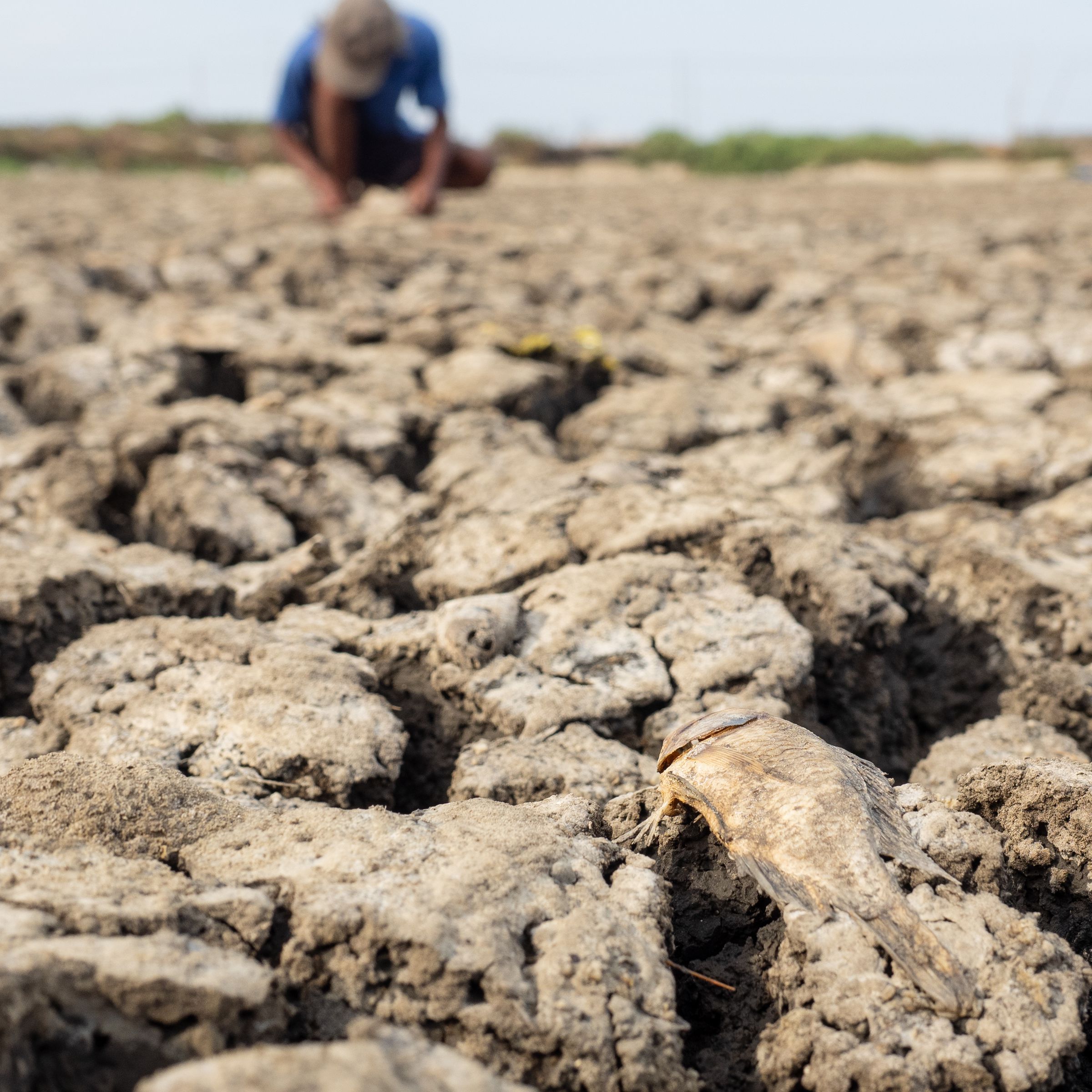 El Nino Phenomenon Causes Drought In Tangerang