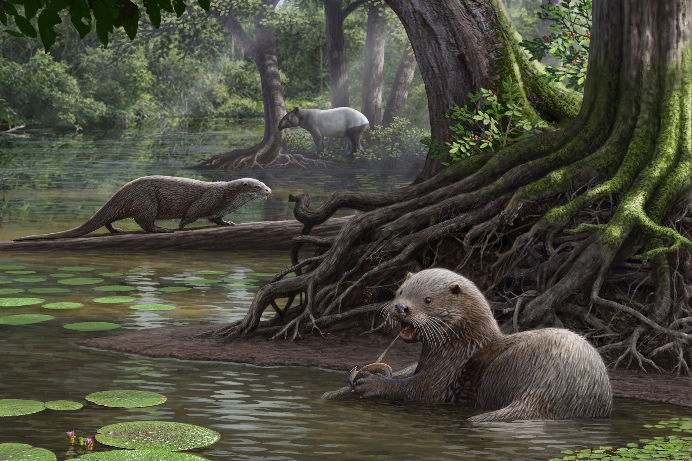 An artist’s rendering of this massive, prehistoric otter tearing into a snack with its powerful jaws. 