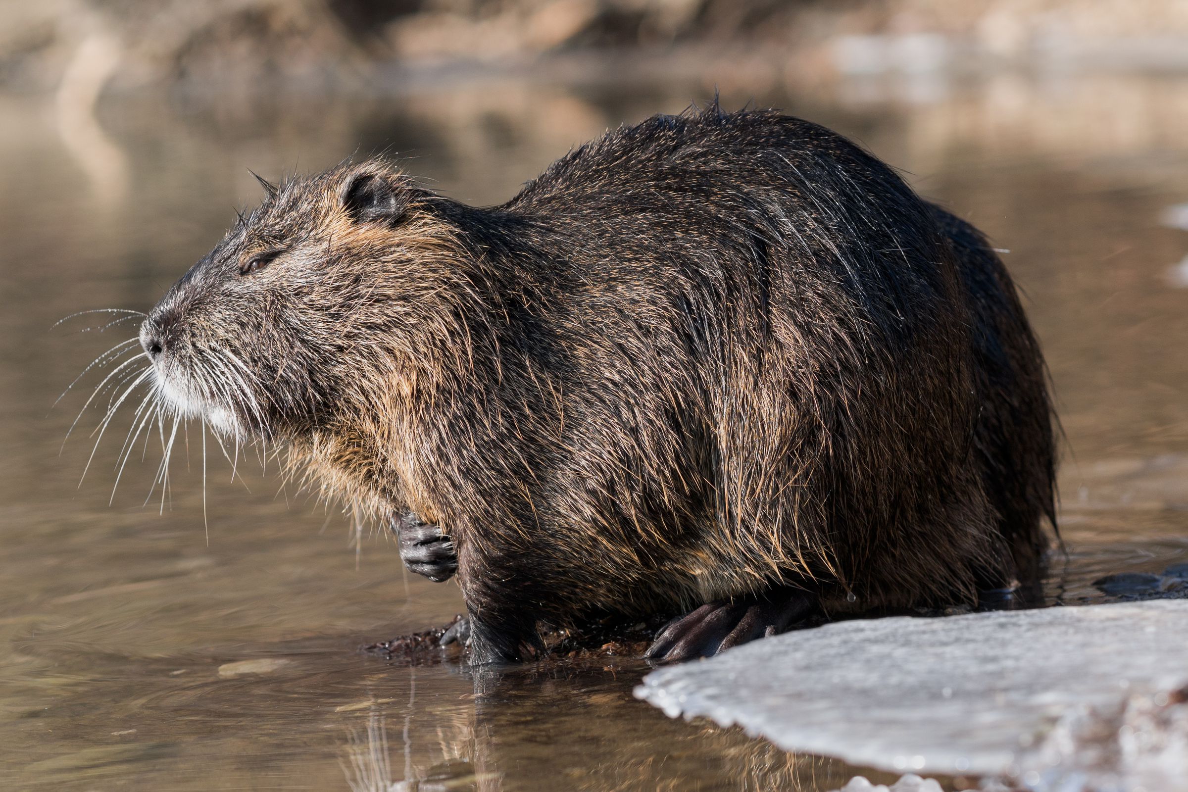 A nutria in a frozen river in Slovenia tries to look inedible, only somewhat succeeds. 