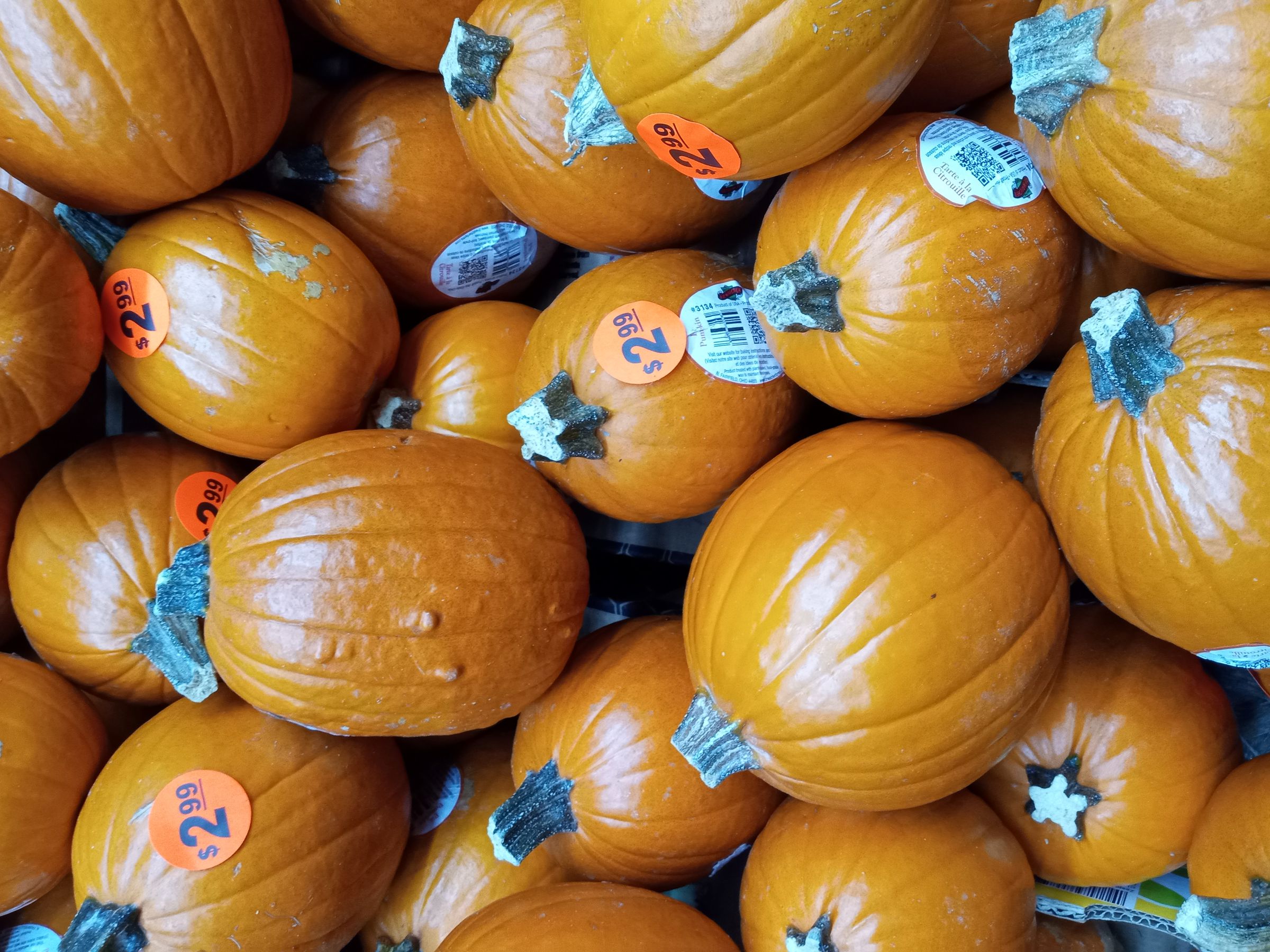 <em>Moto G Pure camera test: pumpkins are in the wrong color.</em>