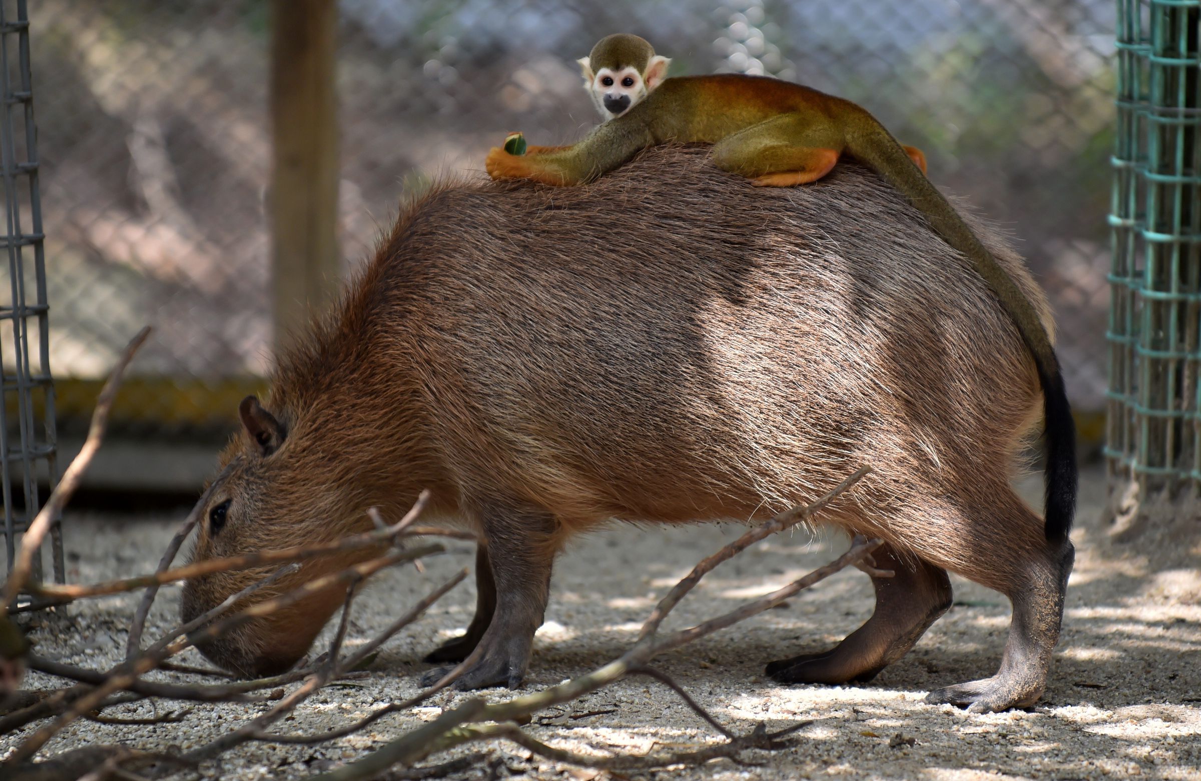 capybara monkey