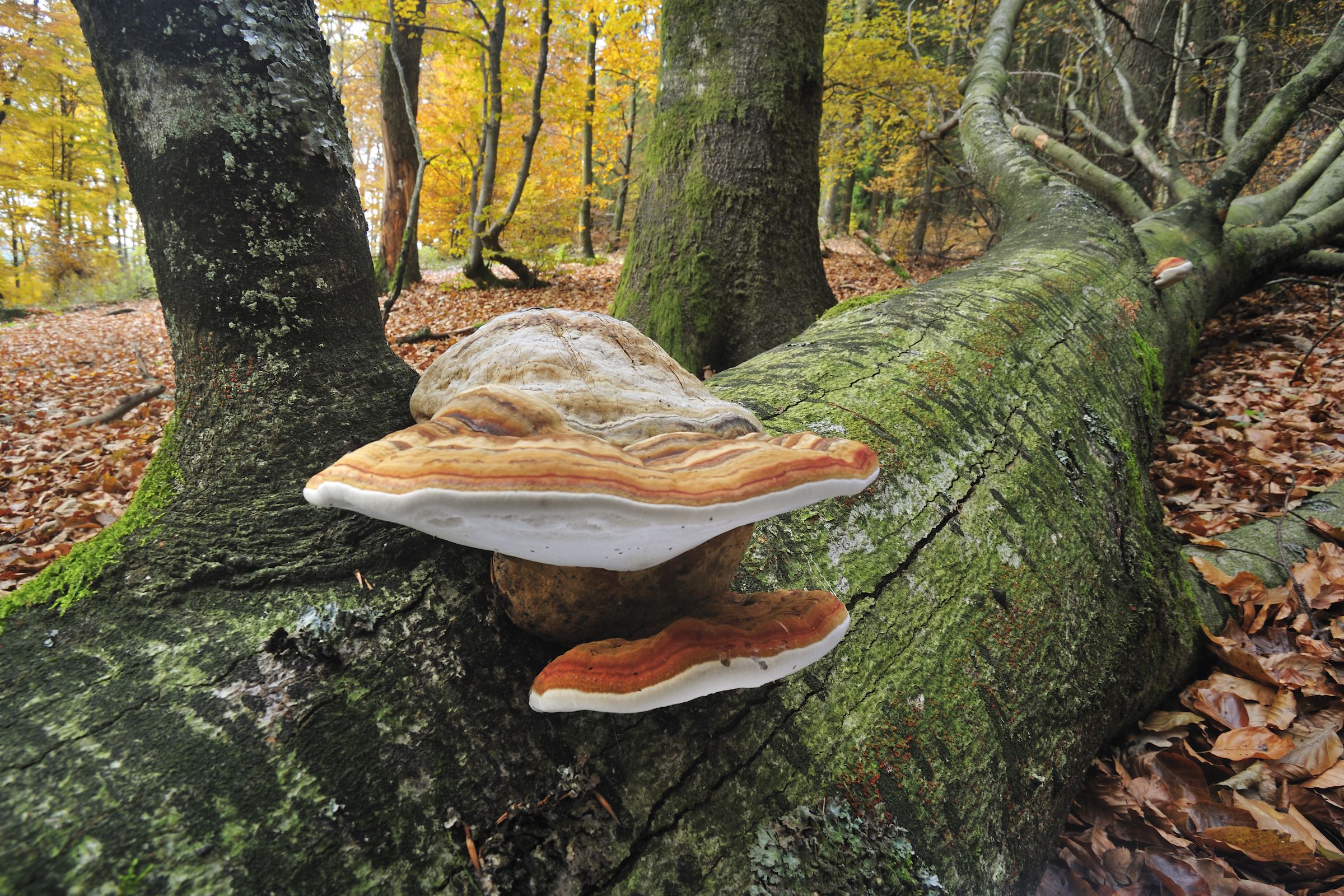 A large mushroom protrudes from a mossy fallen tree trunk on a forest floor covered with autumn leaves