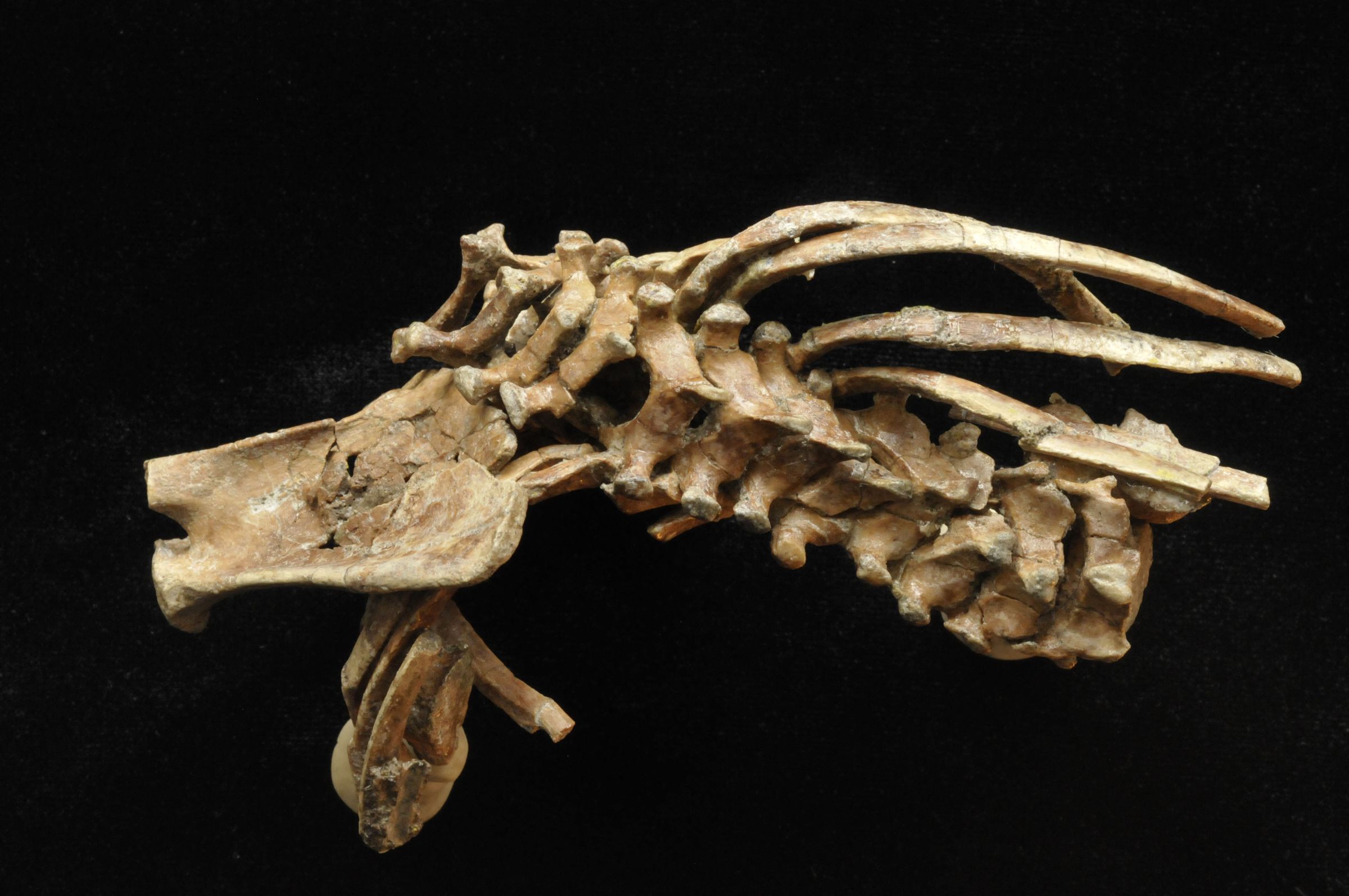 Vertebrae of the Selam skeleton