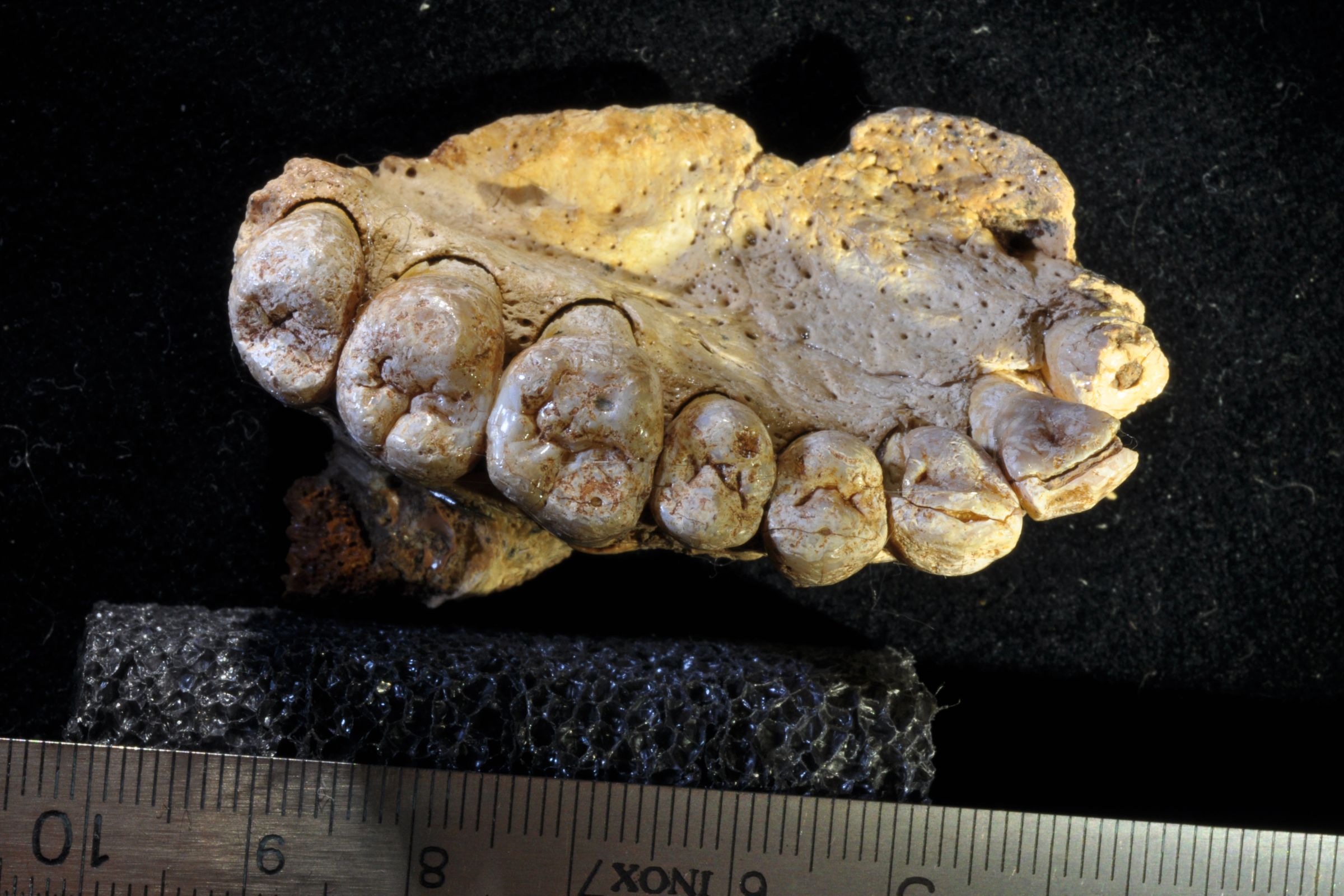 Close-up of the teeth discovered at the Misliya cave in Israel. 