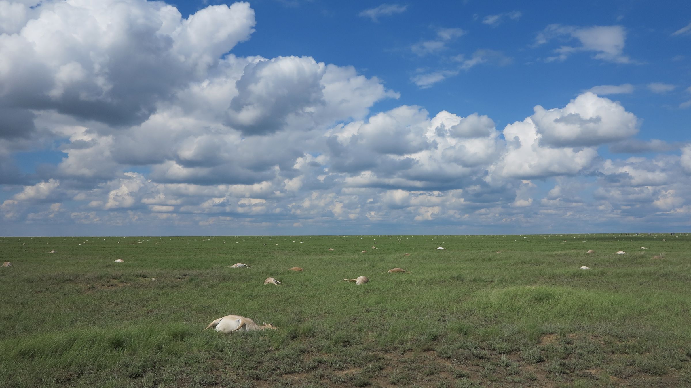Dead saiga antelopes in the steppes of Kazakhstan, in 2015.