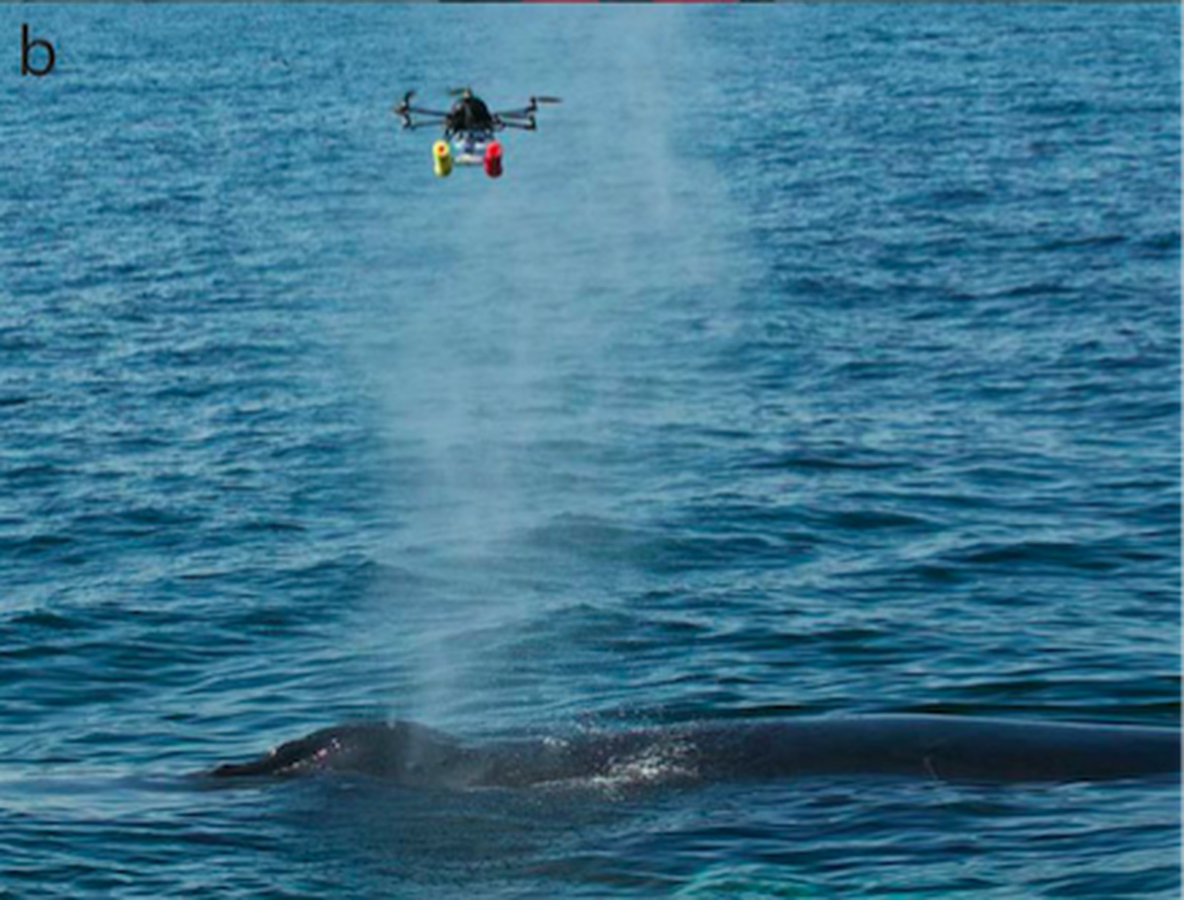 The hexacopter collecting blow from a humpback whale off Cape Cod.