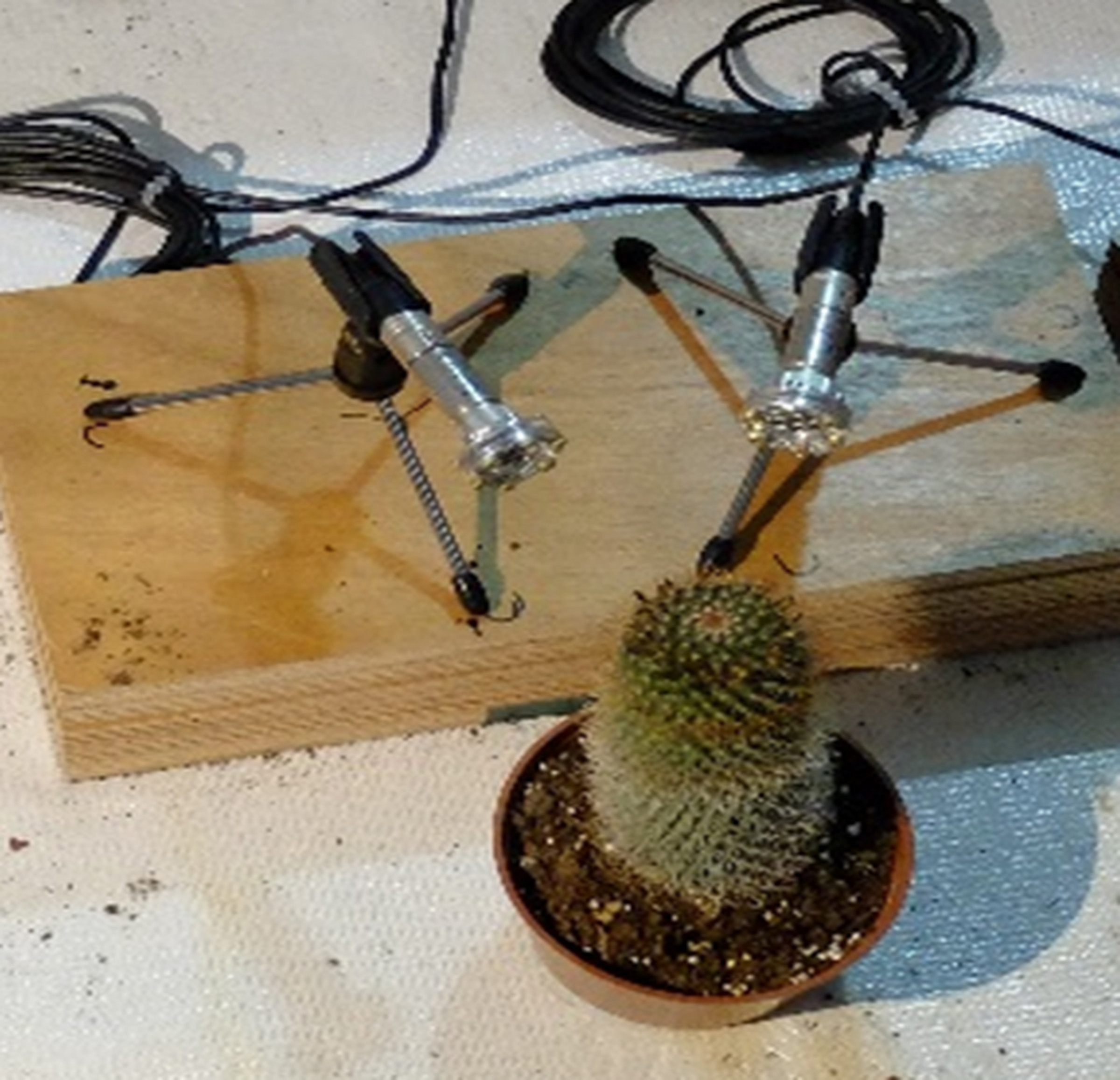 A potted cactus with two microphones propped up and pointing towards it.