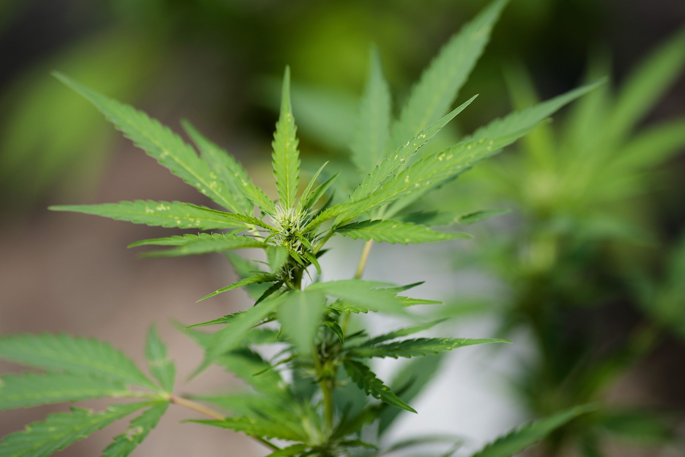 Marijuana Grow Near Albany For State's Legal Medical Marijuana Dispensaries