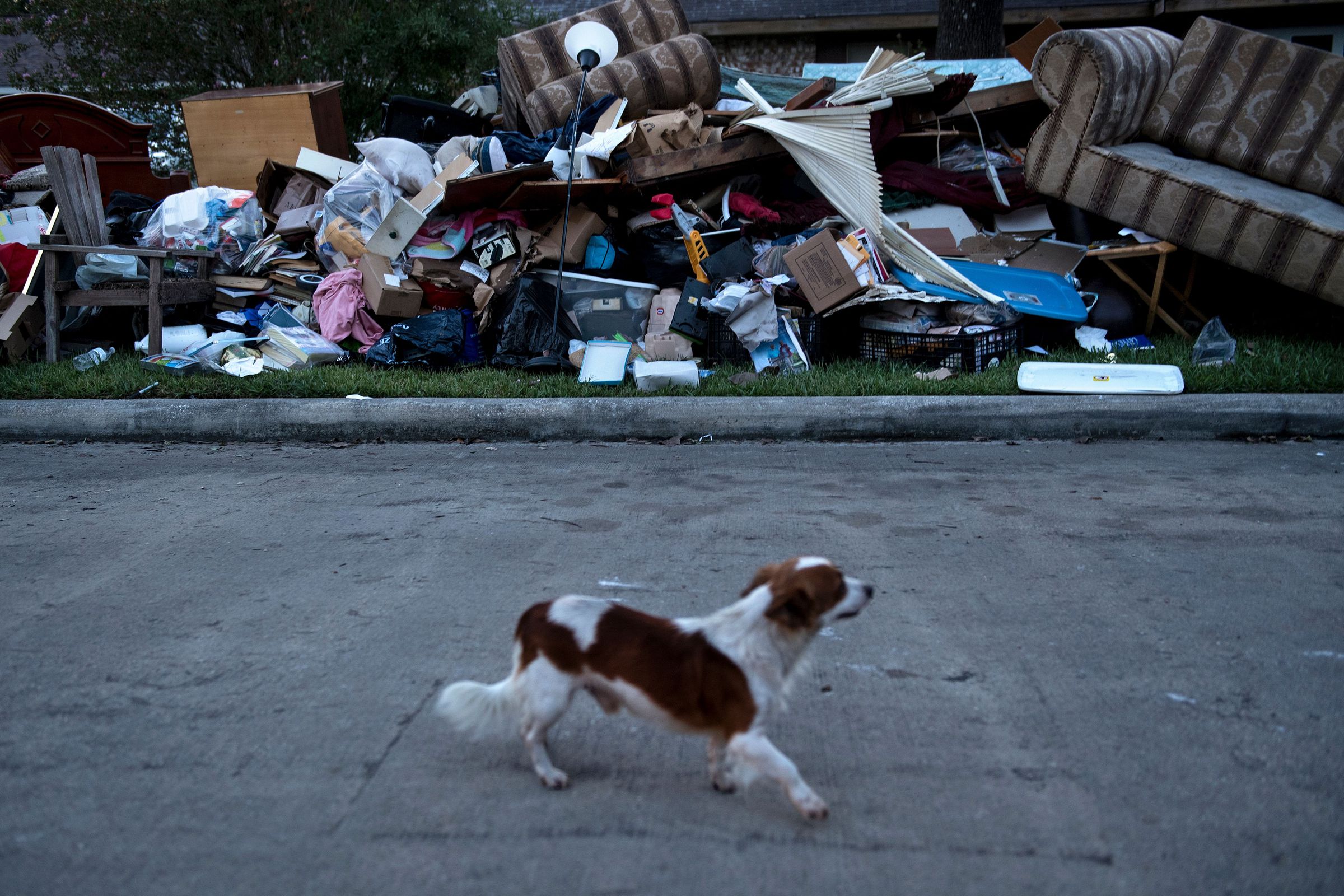 A small dog walks down the street past garbage piled high in front of homes.