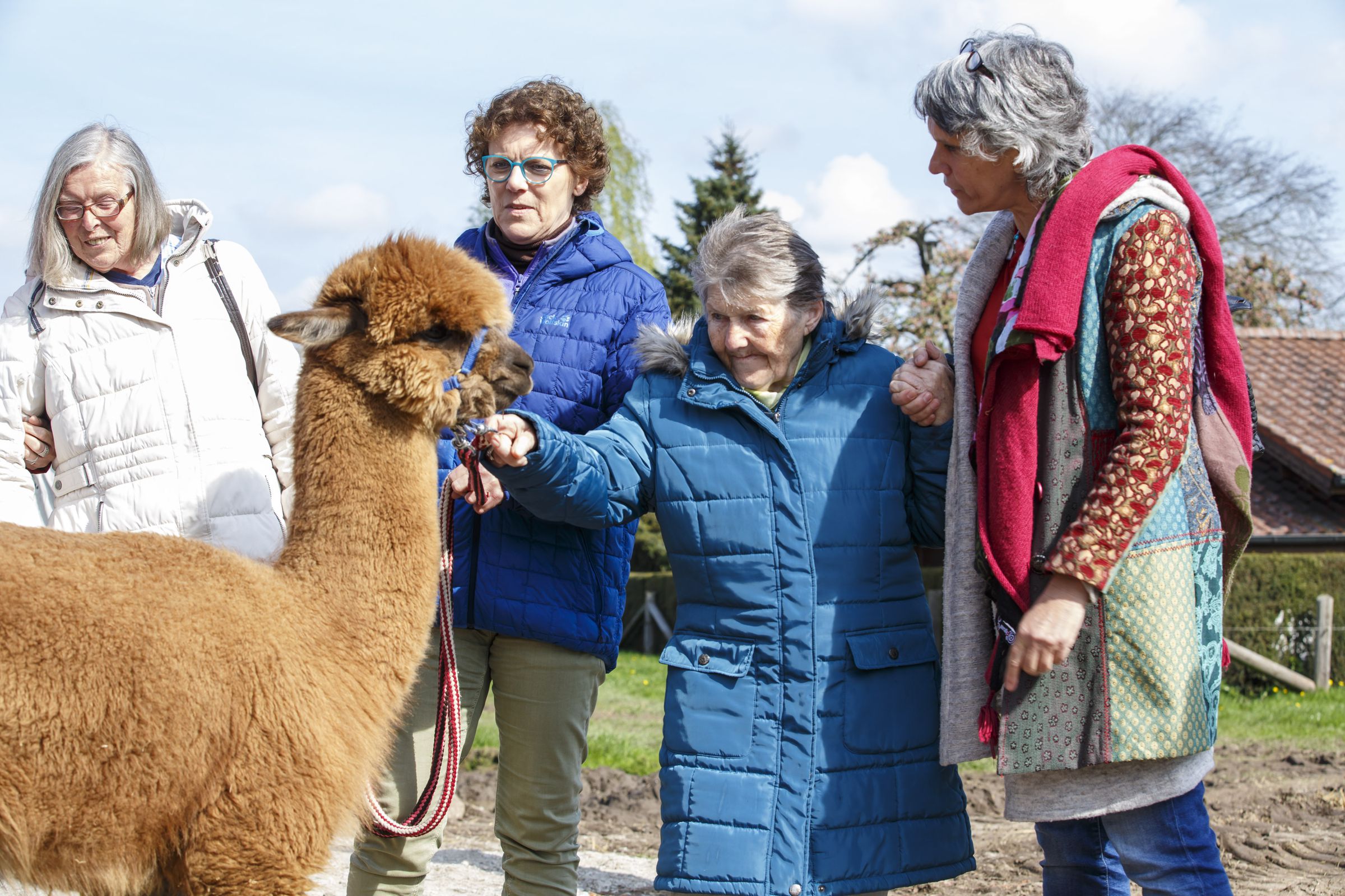Dementia Patients Visit Alpaca Farm As Therapy