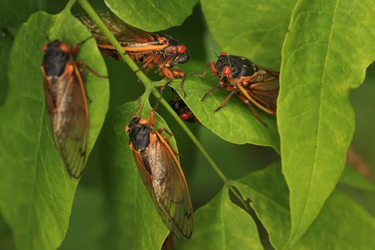 You probably shouldn’t eat cicadas if you’re allergic to shellfish ...