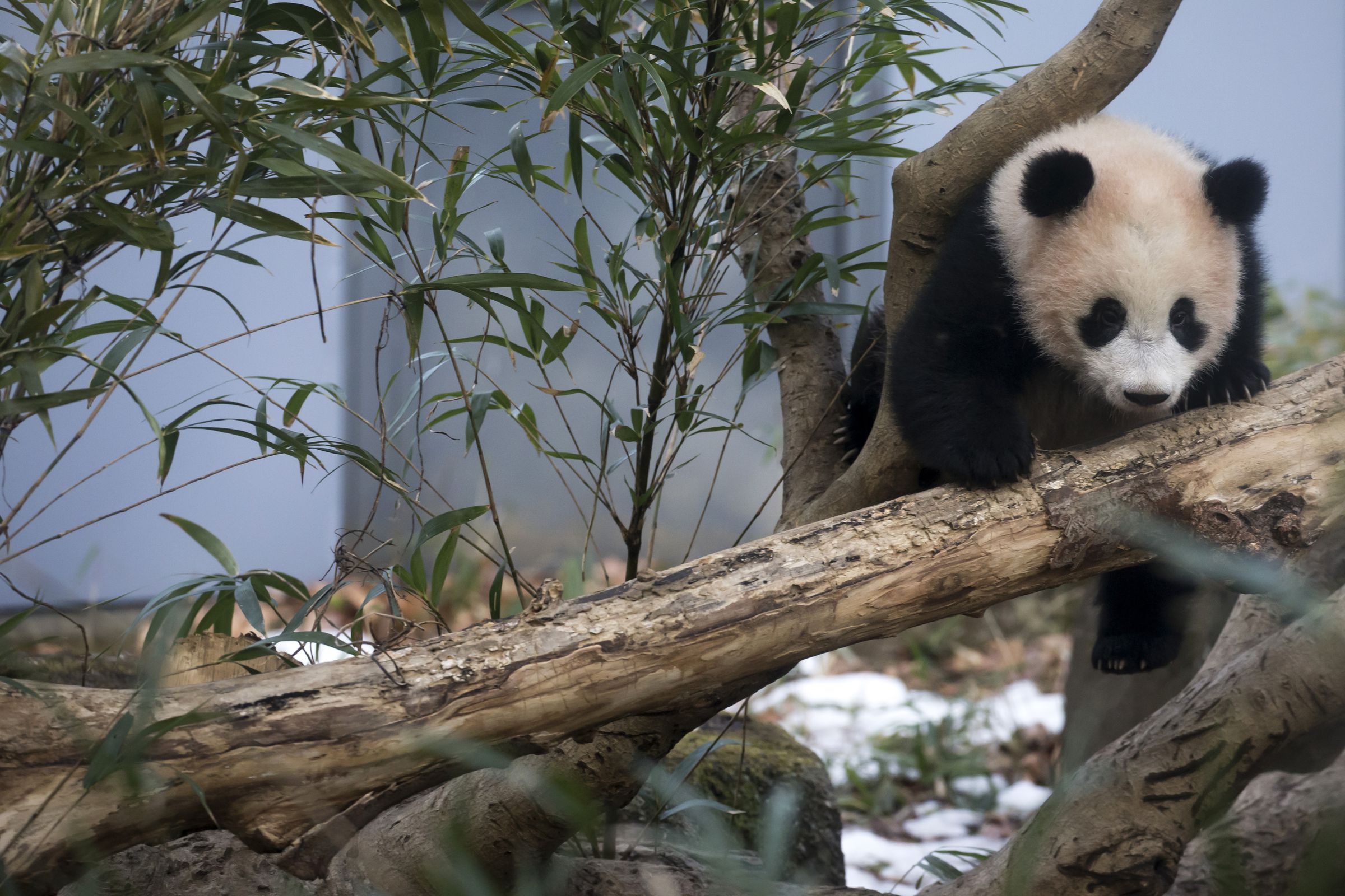 Visitors Flock As Giant Panda Cub Xiang Xiang Goes Open To General Public
