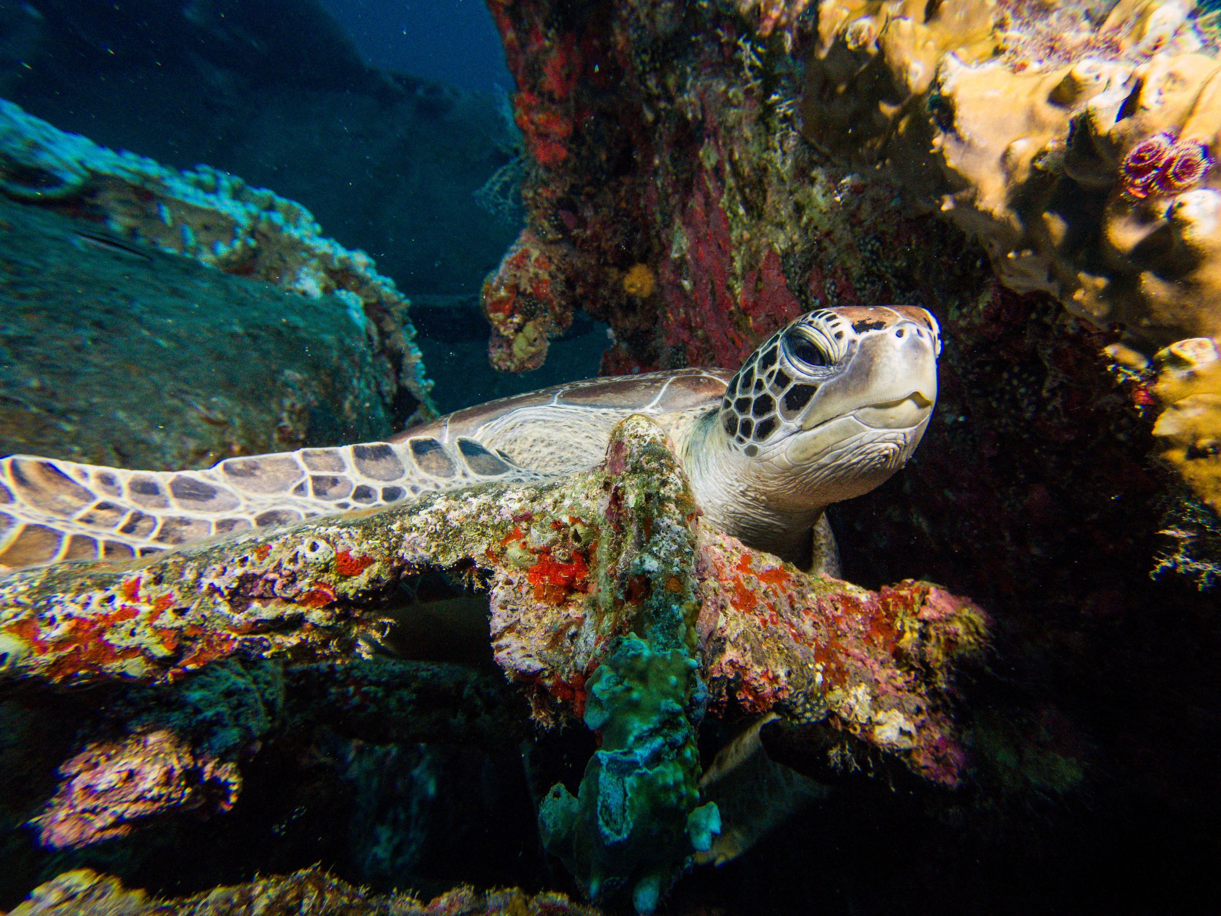 نمای نزدیک از صورت یک لاک پشت دریایی در زیر آب.