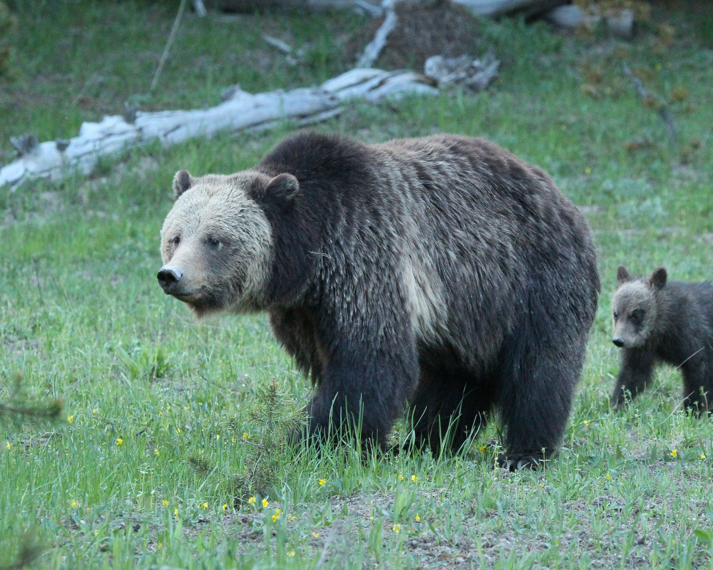 A large grizzly bear and a cub standing side by side on grass