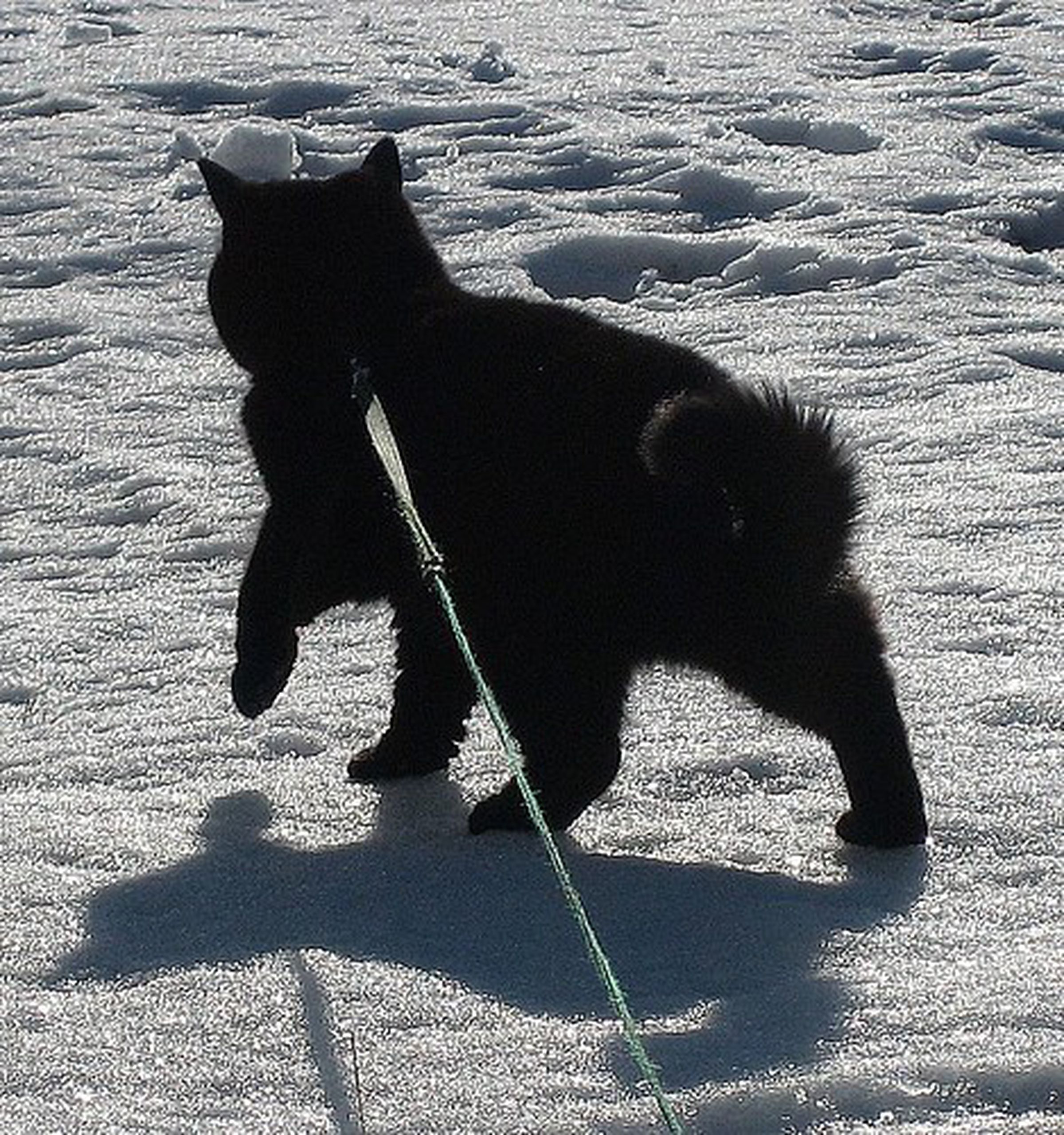 AI thought this was a “black bear,” but that doesn’t explain the leash. 