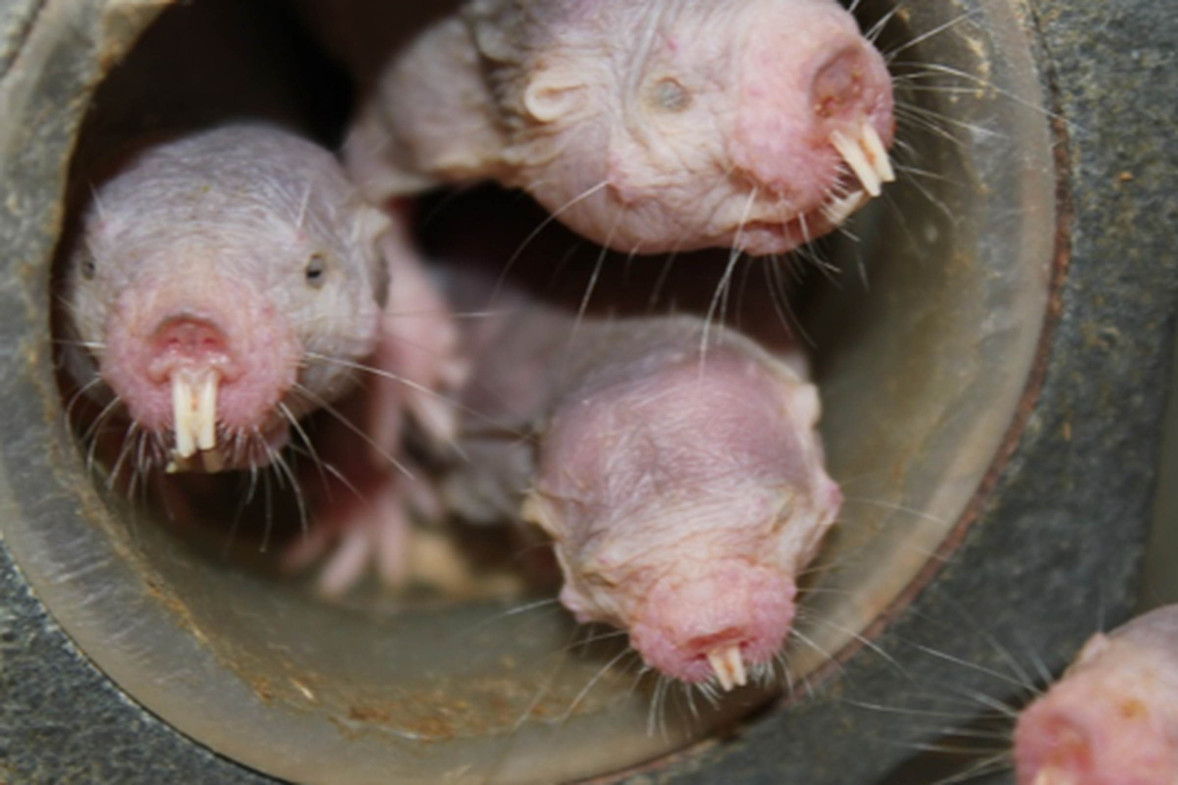 mole rats in tube